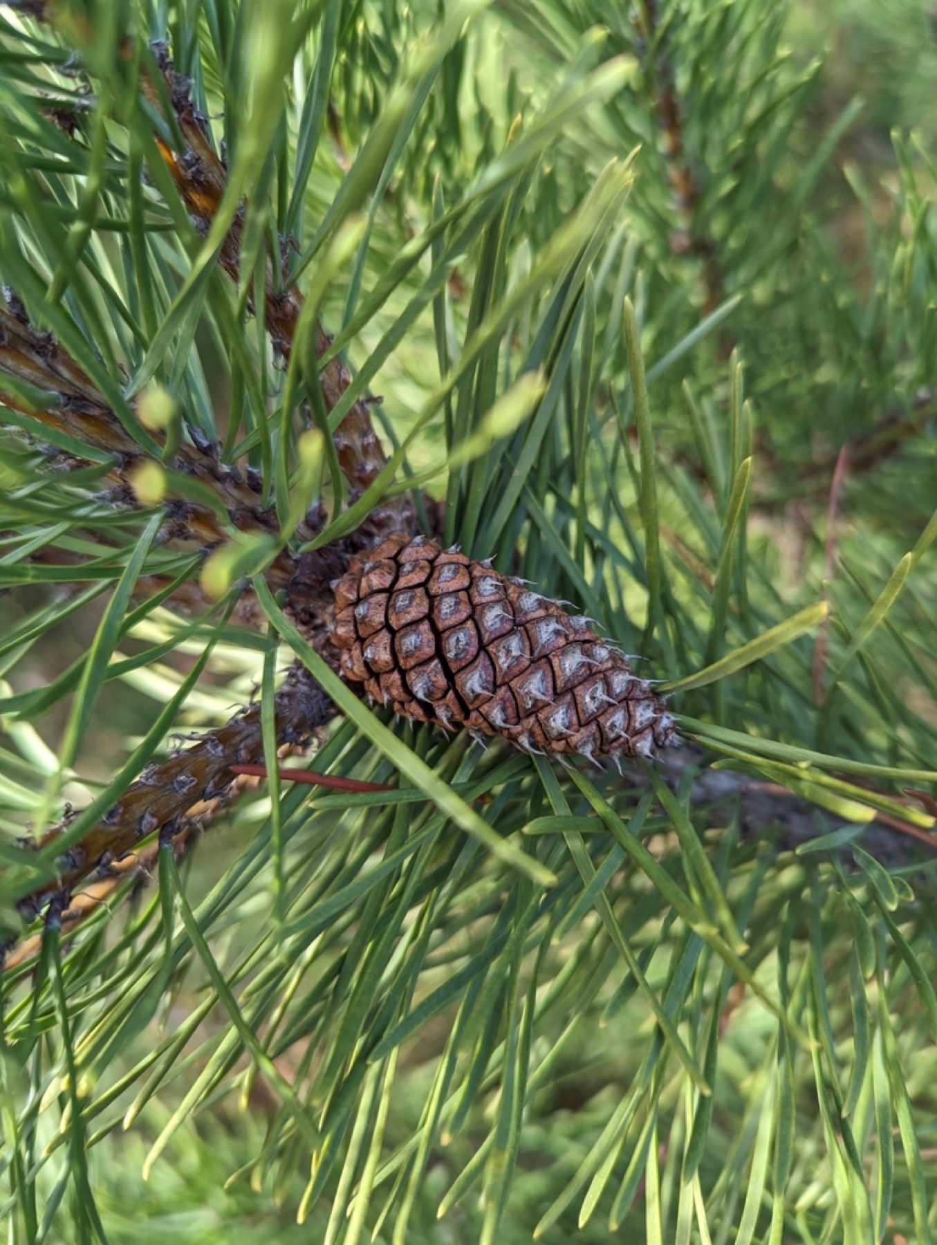 Lodgepole Pine — photo 10