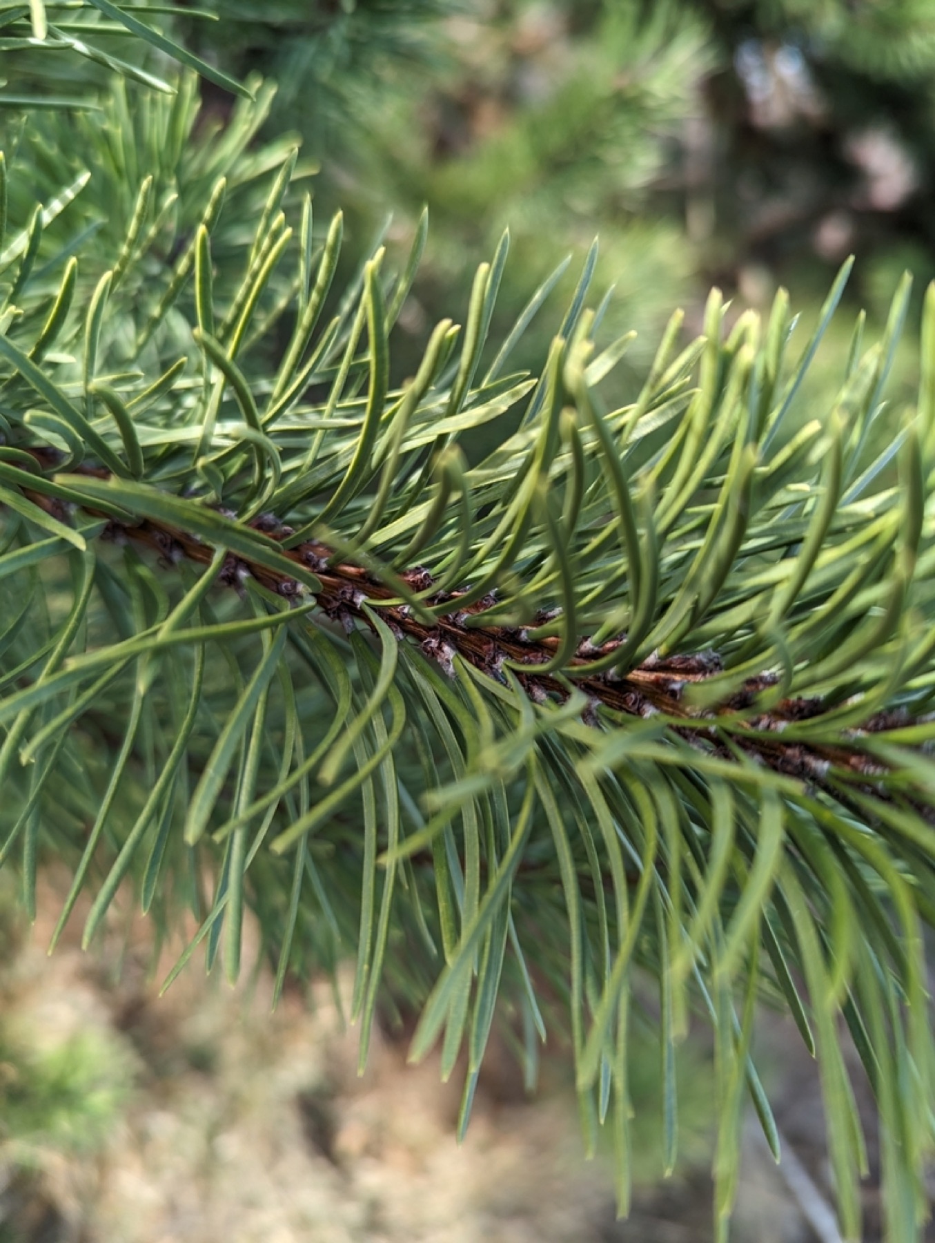 Lodgepole Pine — photo 11