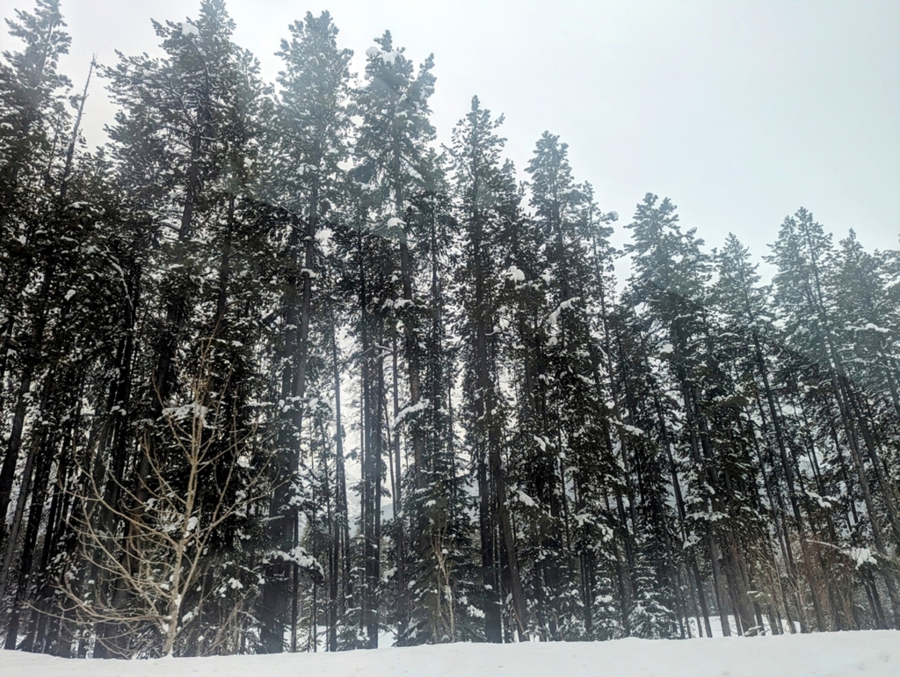 Lodgepole Pine — photo 12