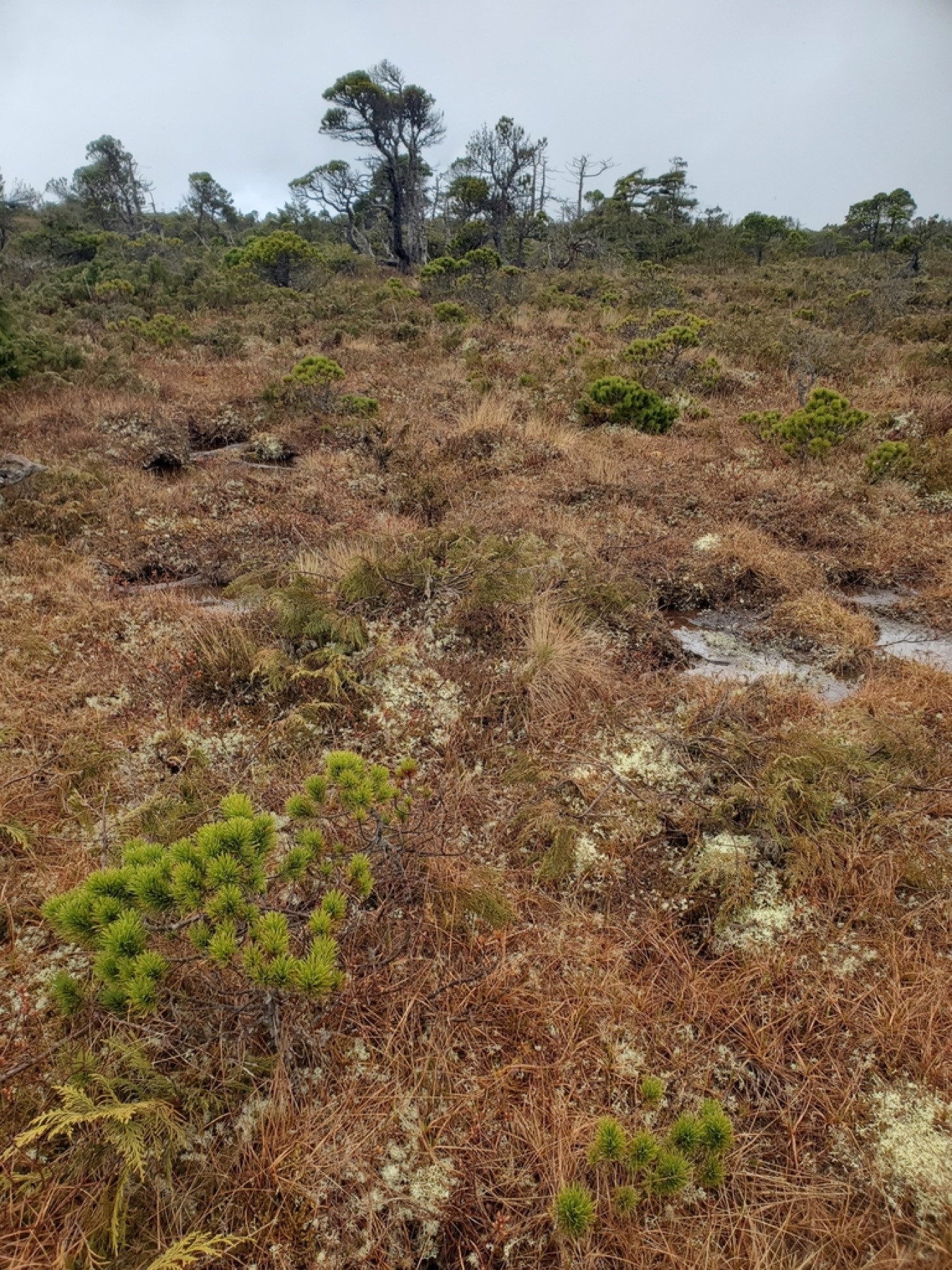 Lodgepole Pine — photo 13