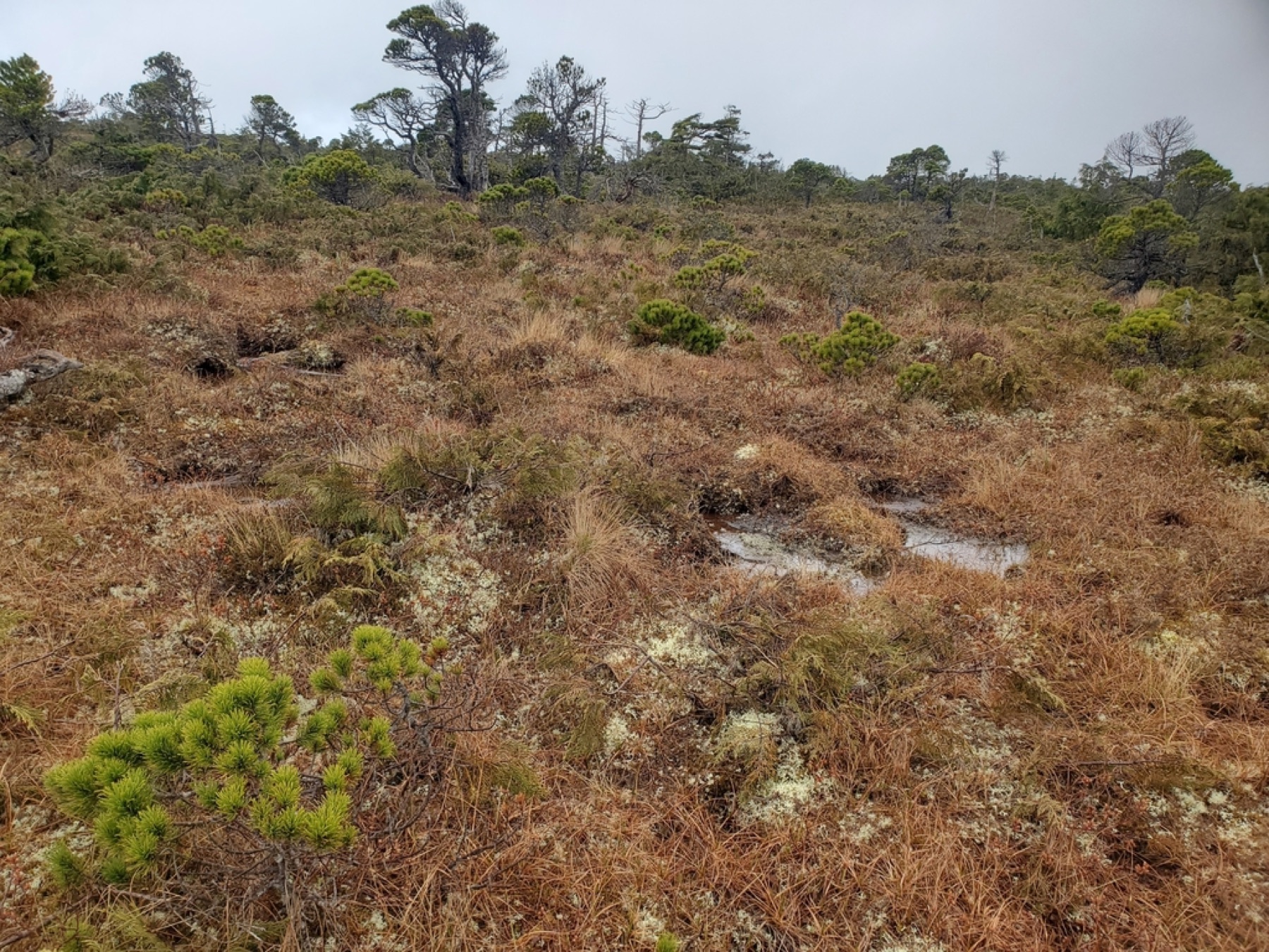 Lodgepole Pine — photo 14