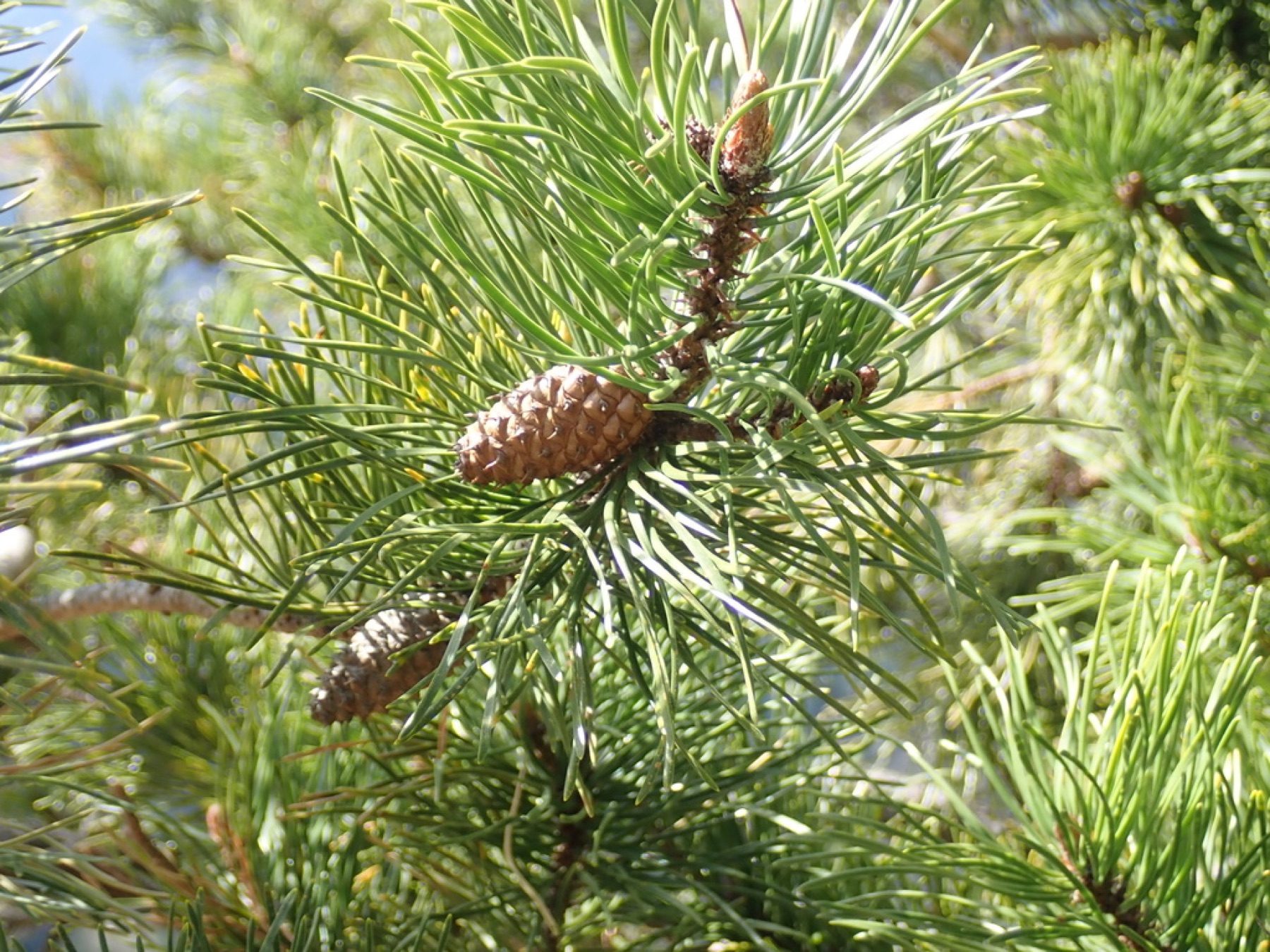 Lodgepole Pine — photo 15