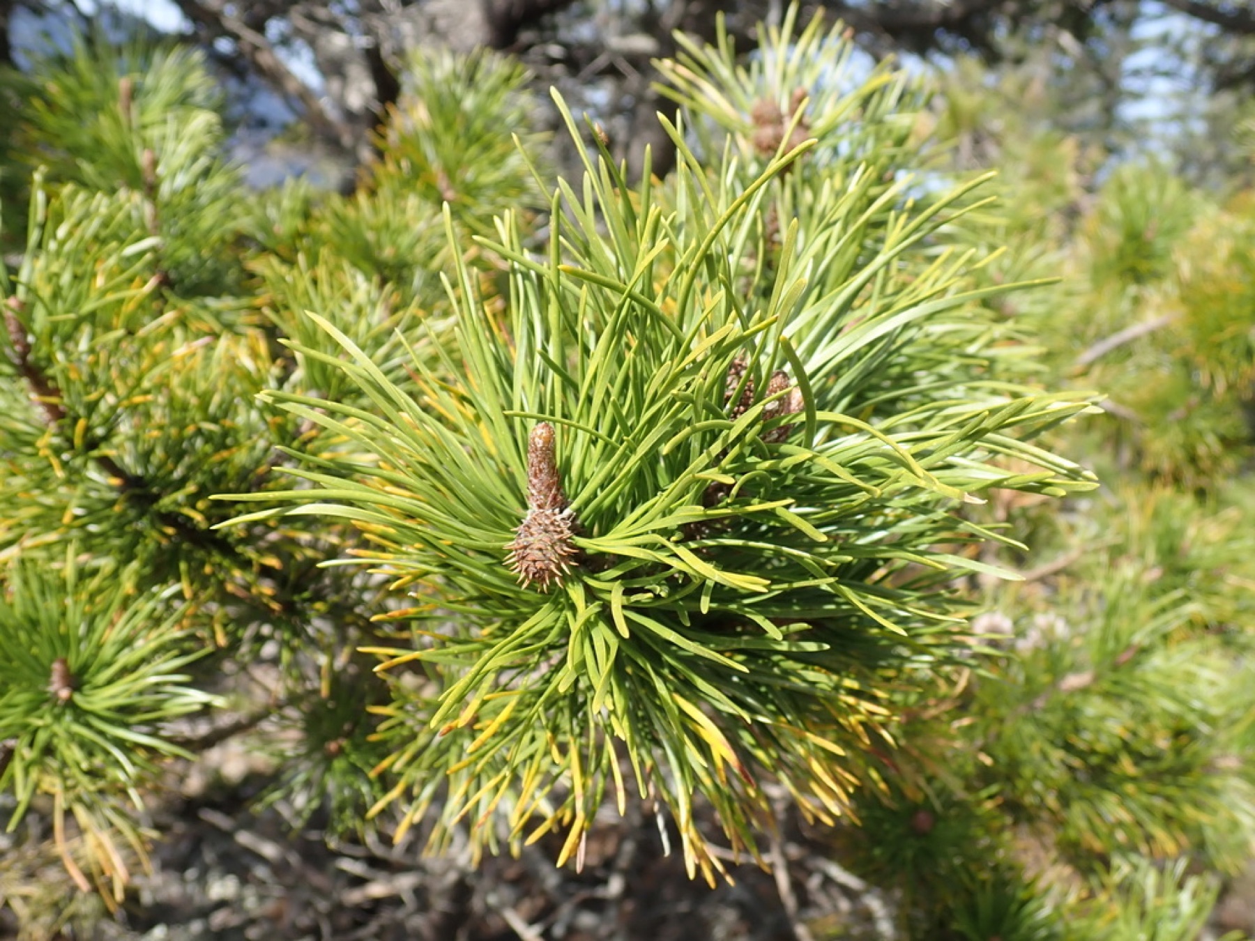 Lodgepole Pine — photo 16
