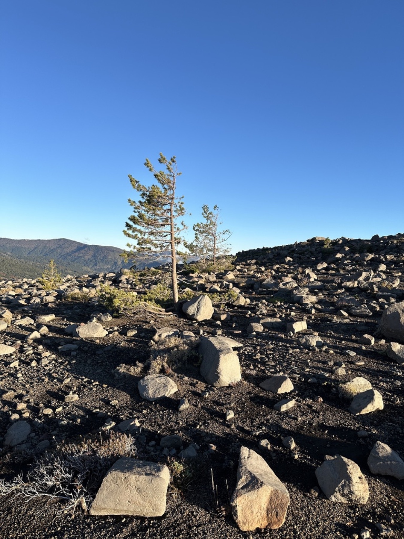 Lodgepole Pine — photo 17