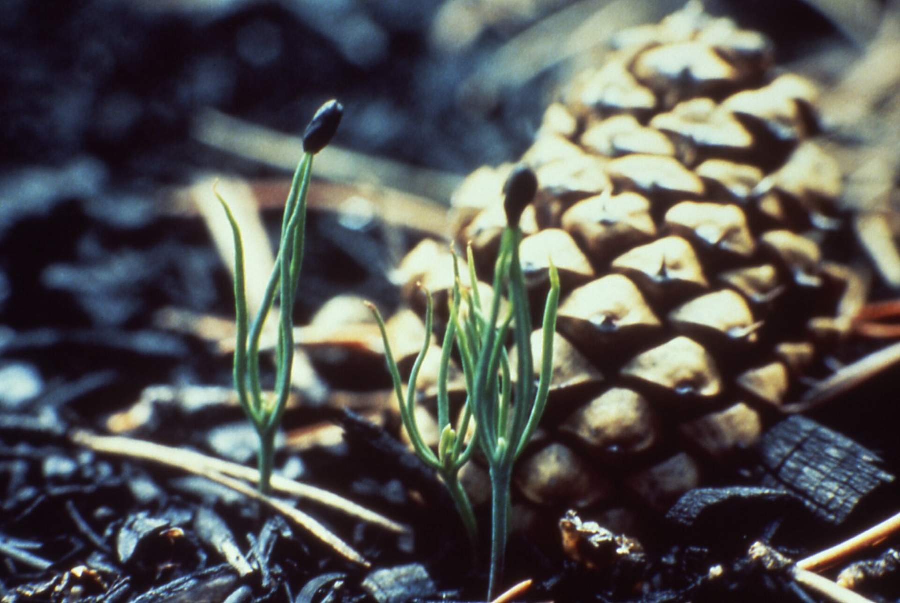 Lodgepole Pine — photo 18