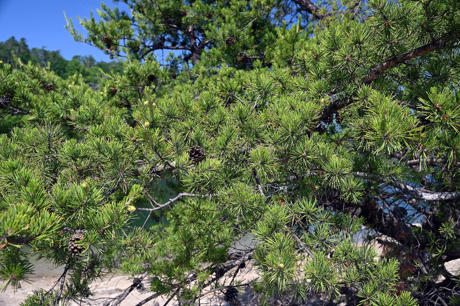 Lodgepole Pine — photo 19