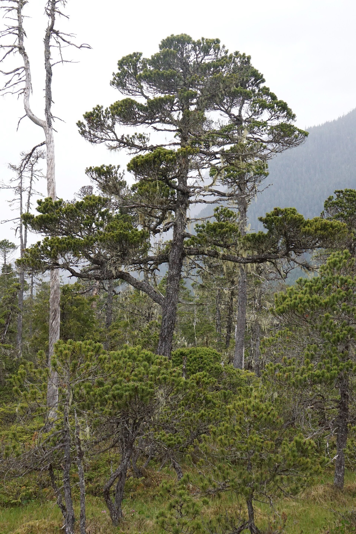 Lodgepole Pine — photo 20