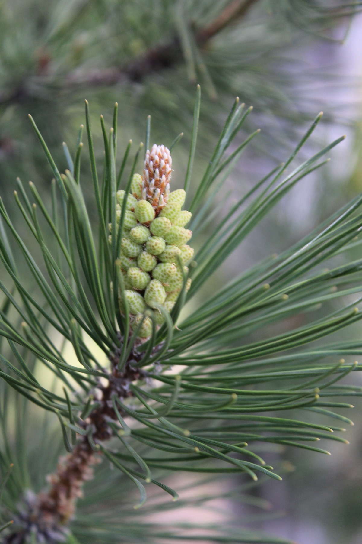 Lodgepole Pine — photo 21