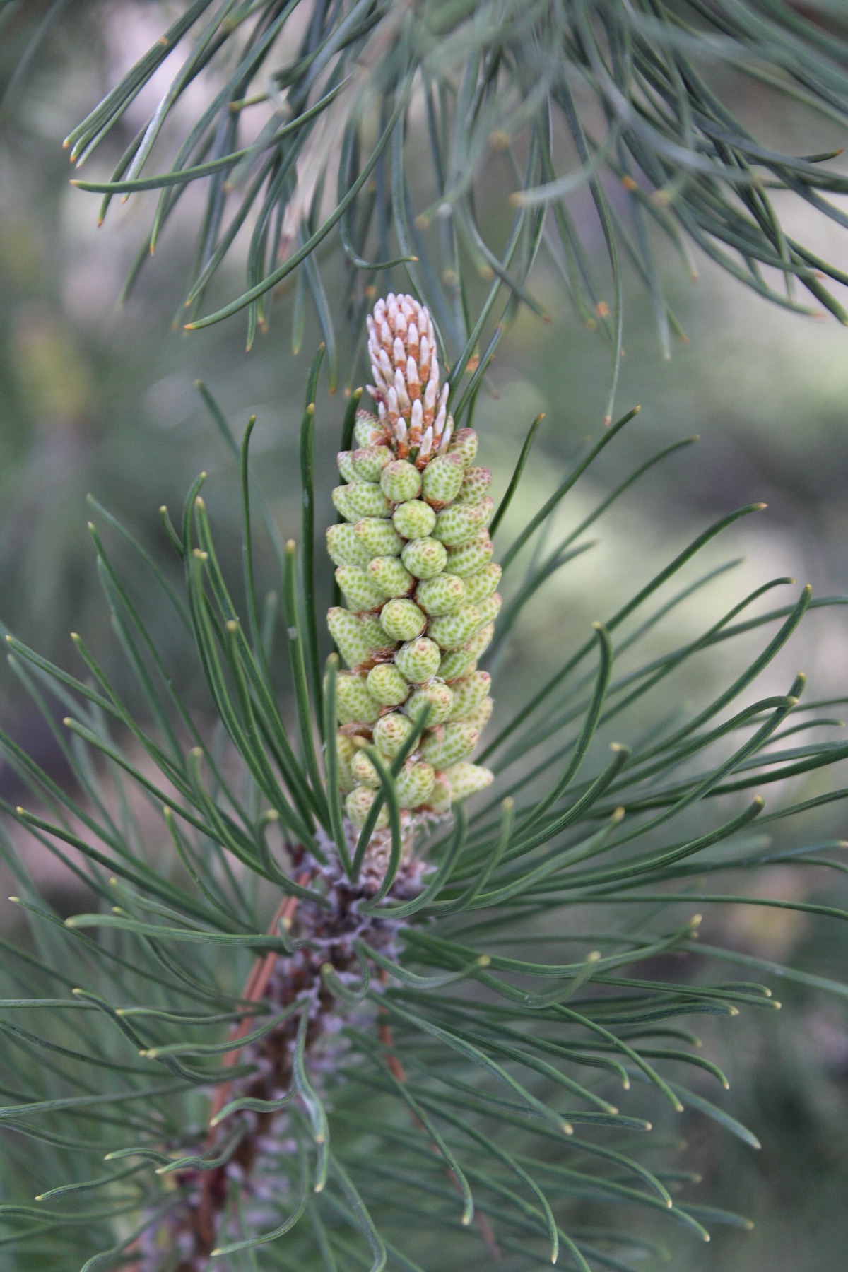 Lodgepole Pine — photo 22
