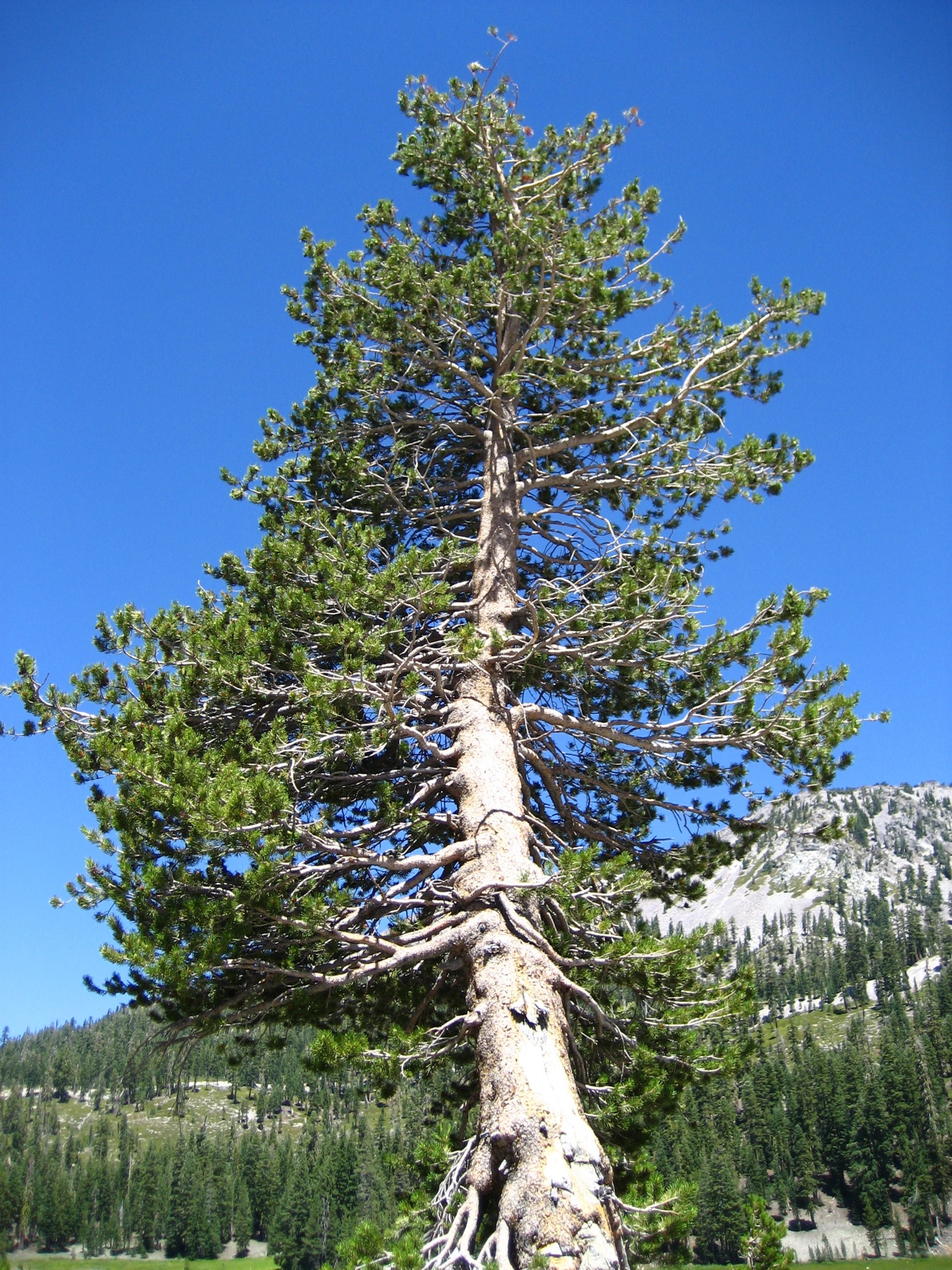 Lodgepole Pine — photo 23