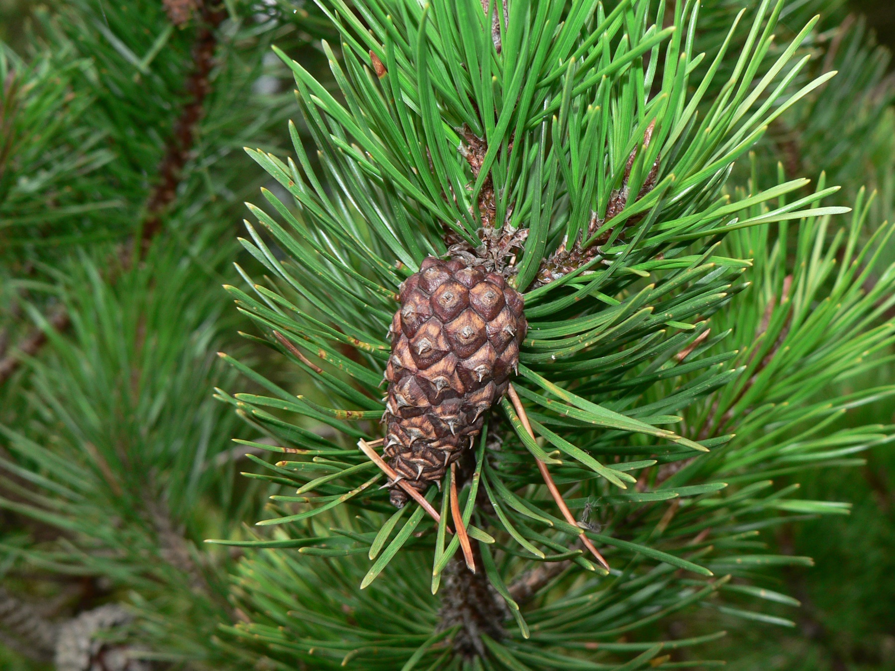 Lodgepole Pine — photo 24