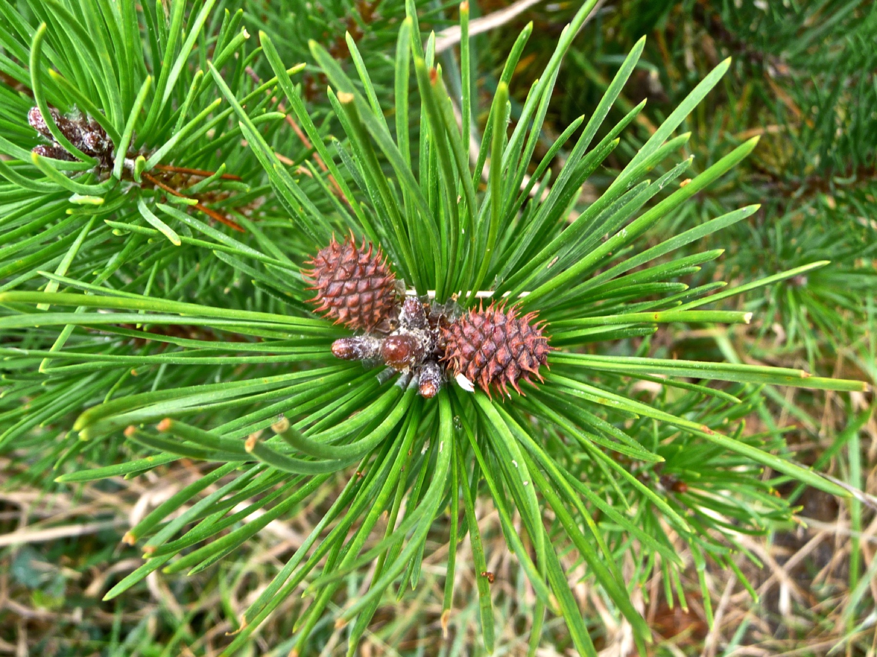 Lodgepole Pine