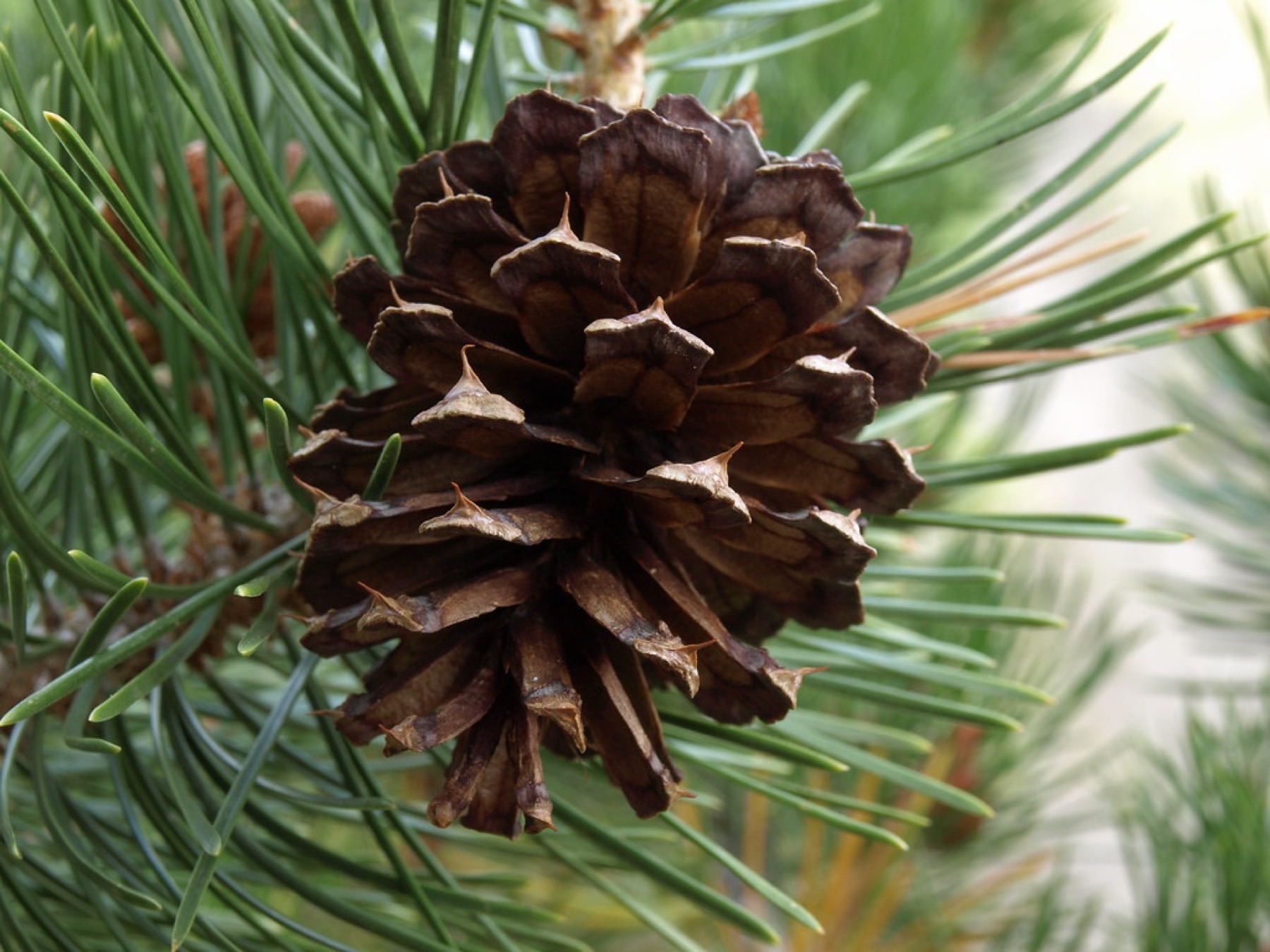 Lodgepole Pine — photo 2