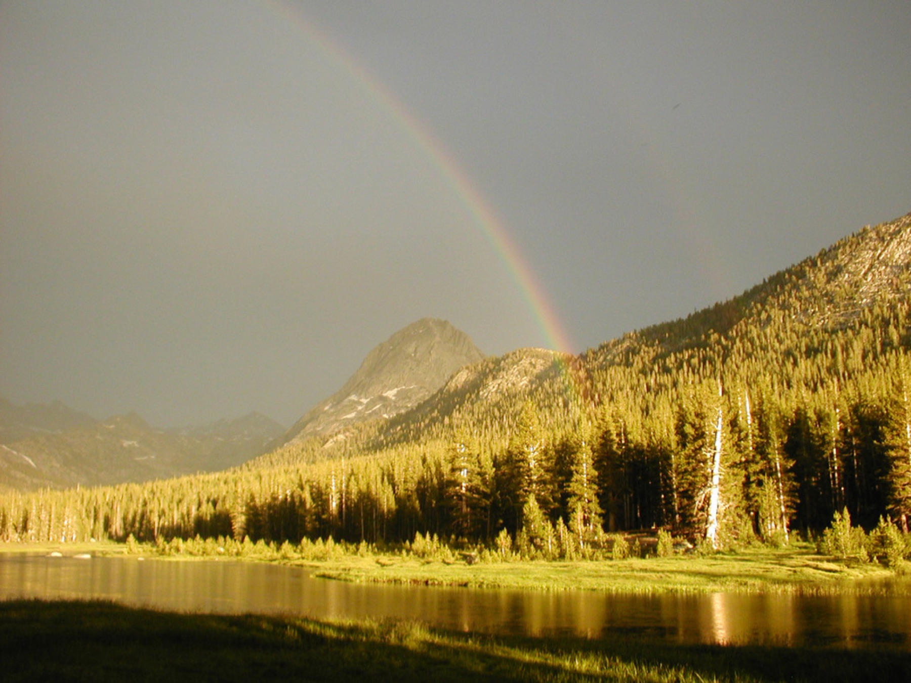 Lodgepole Pine — photo 3