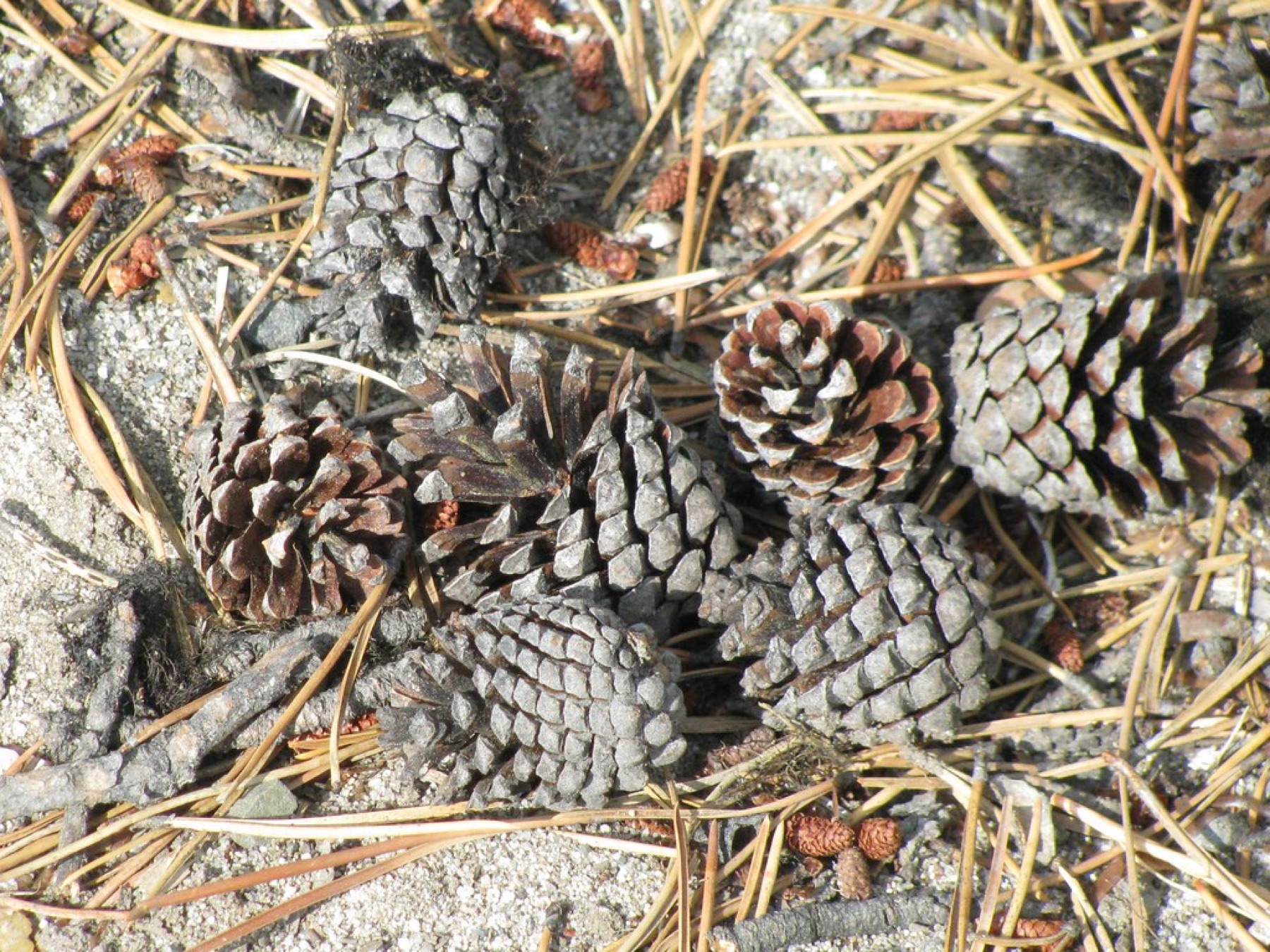 Lodgepole Pine — photo 4