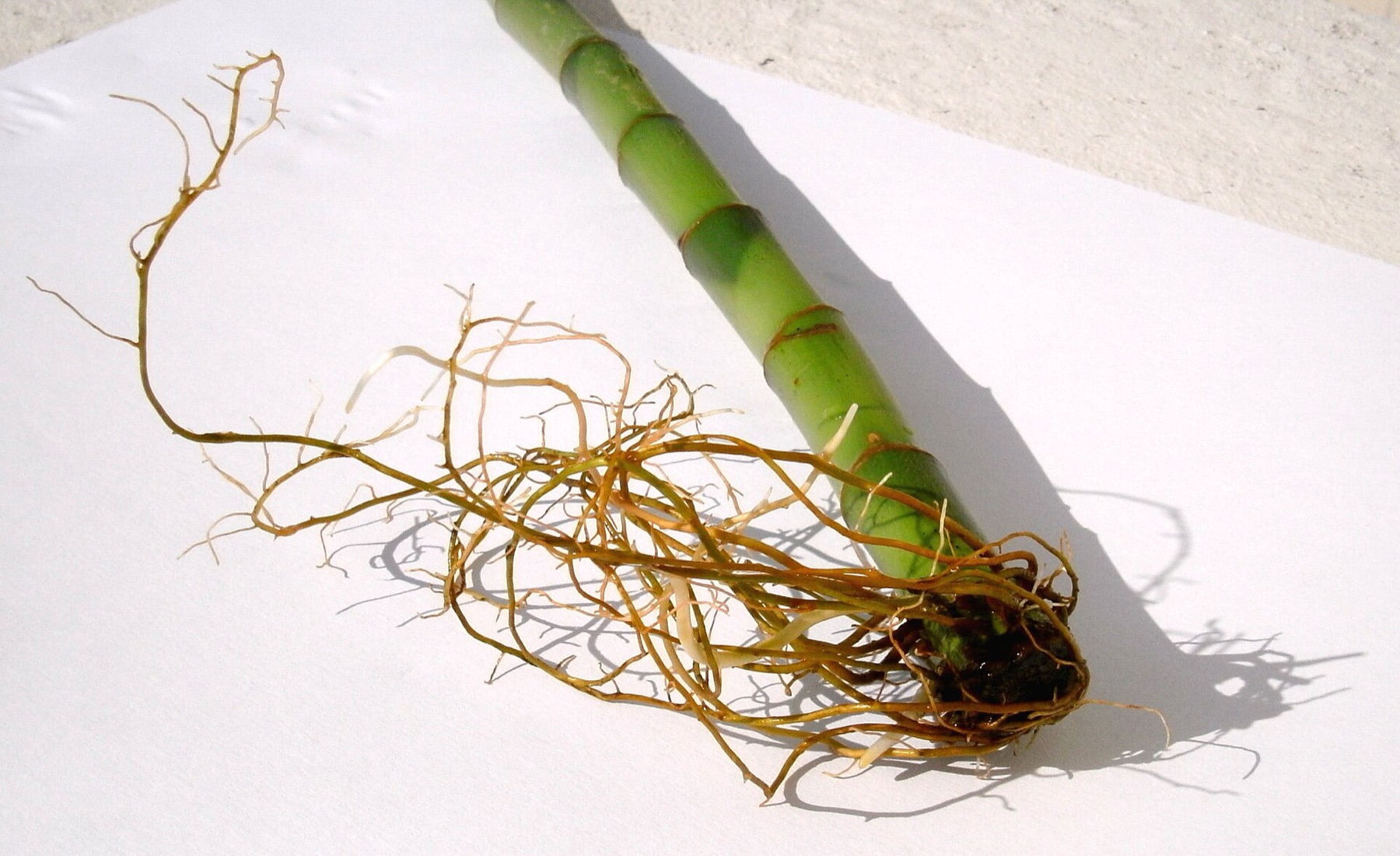 Lucky Bamboo — photo 6