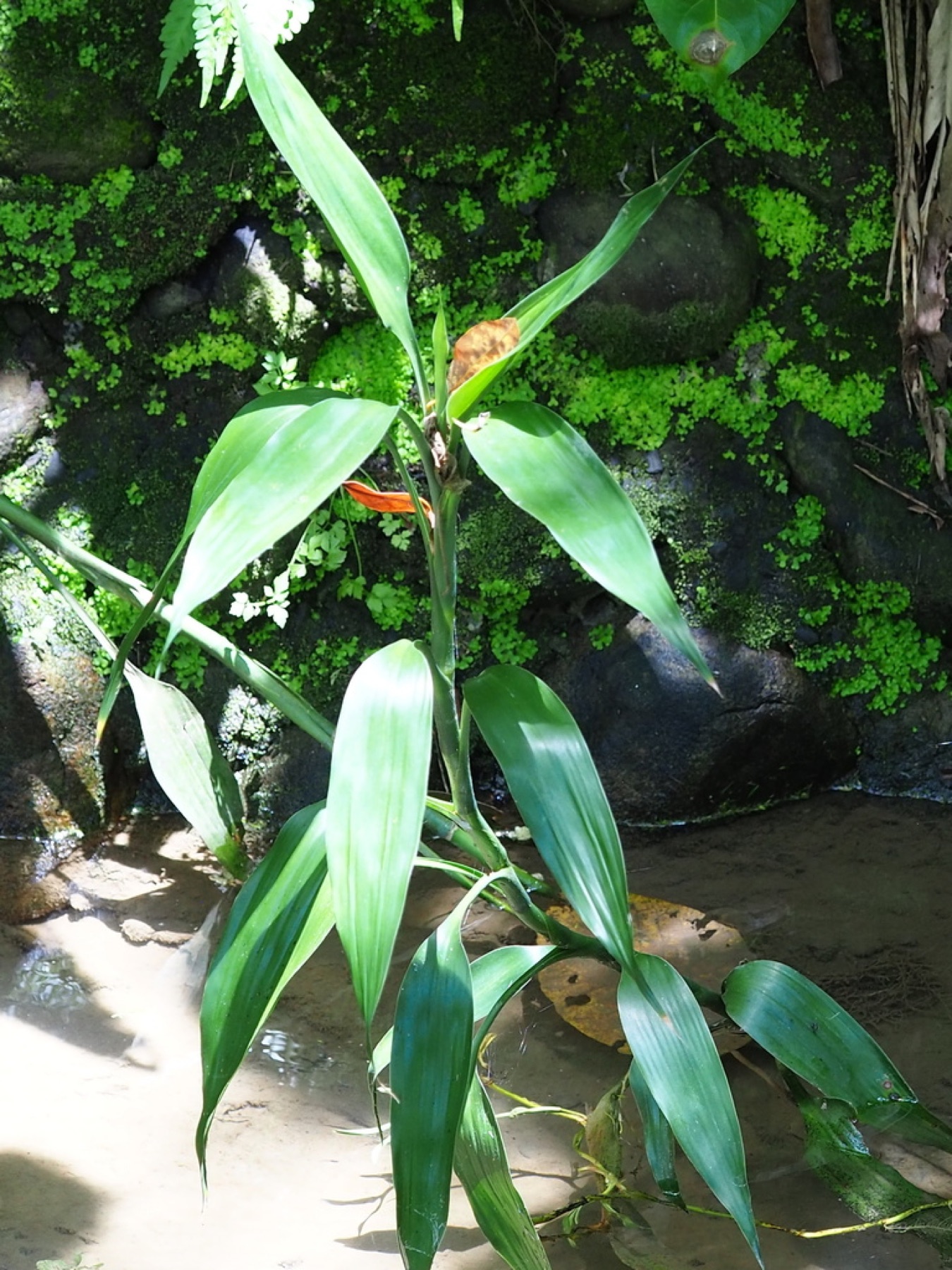 Lucky Bamboo — photo 7