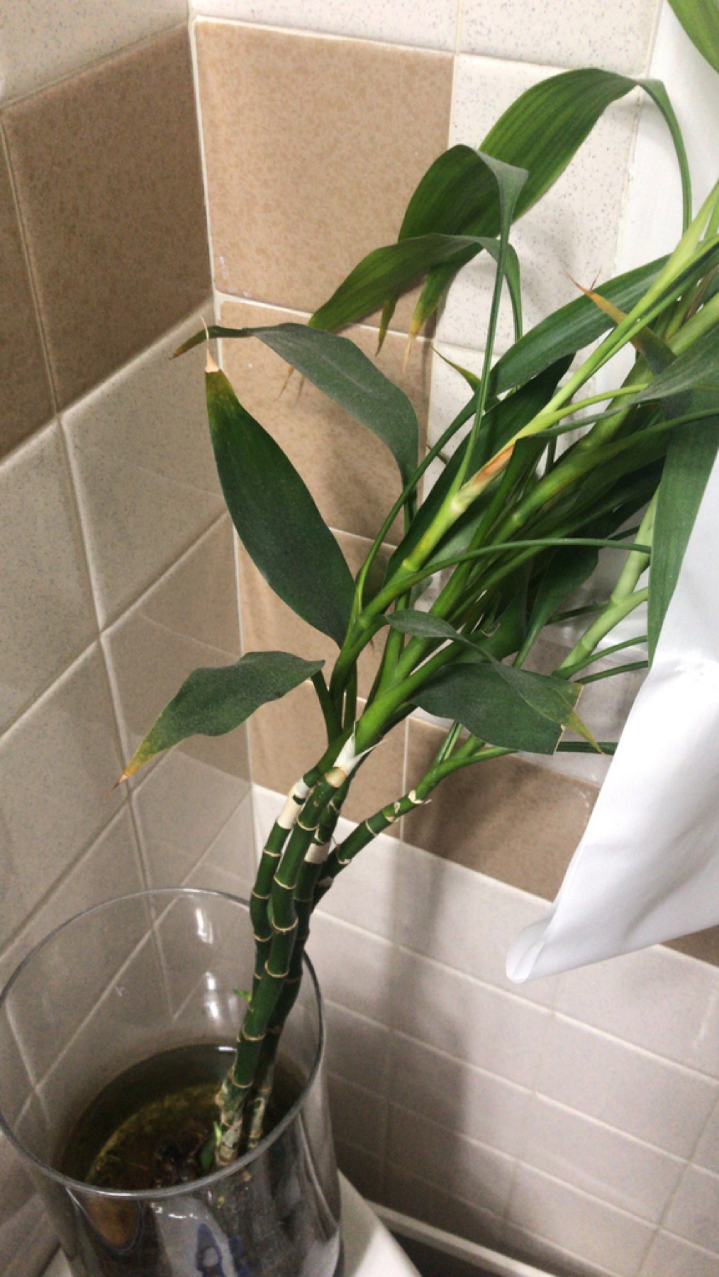 Lucky Bamboo — photo 8