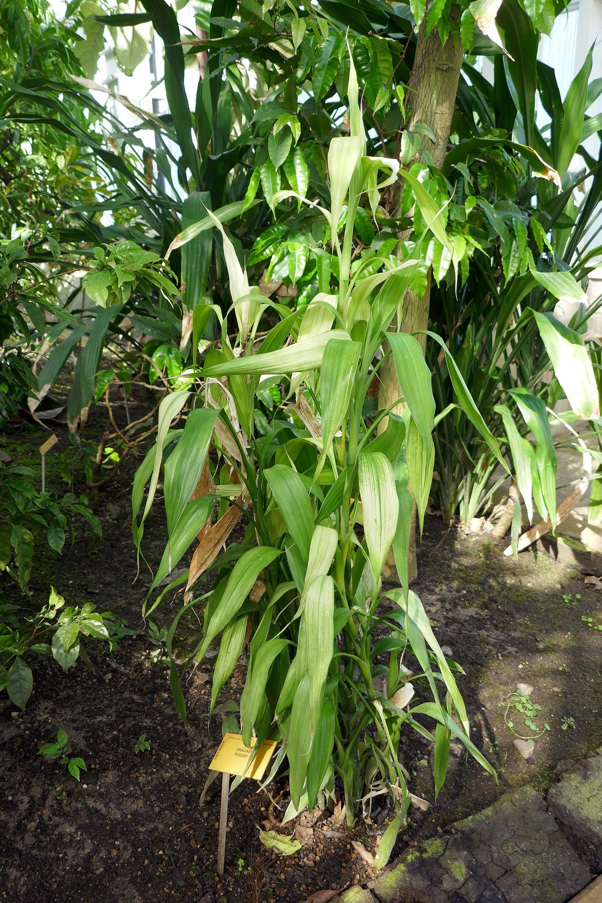 Lucky Bamboo — photo 9