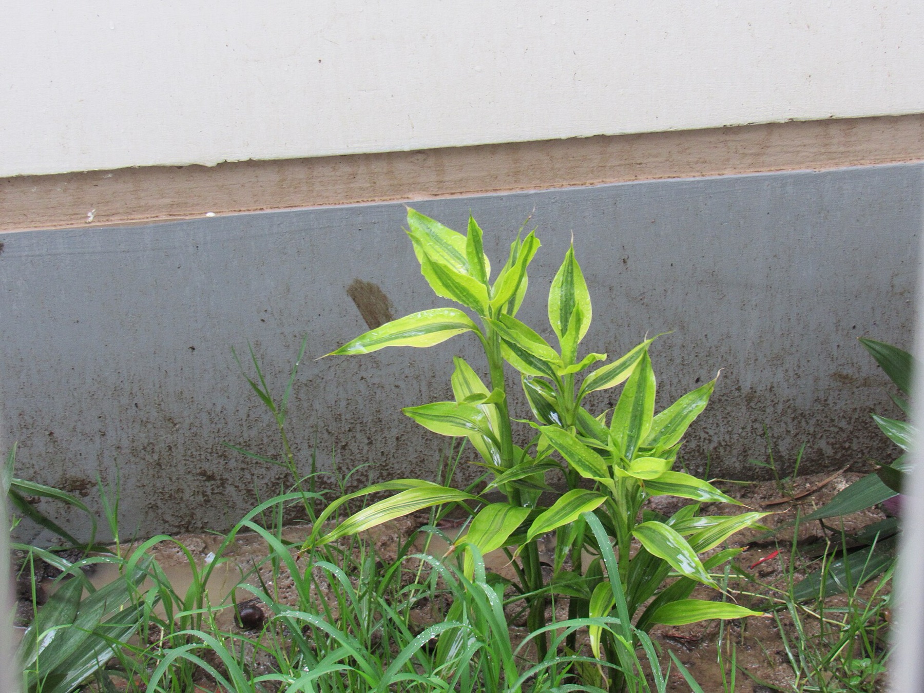 Lucky Bamboo — photo 10