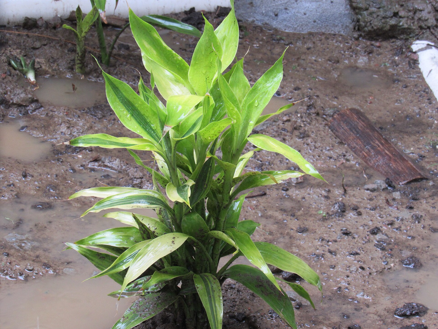 Lucky Bamboo — photo 11