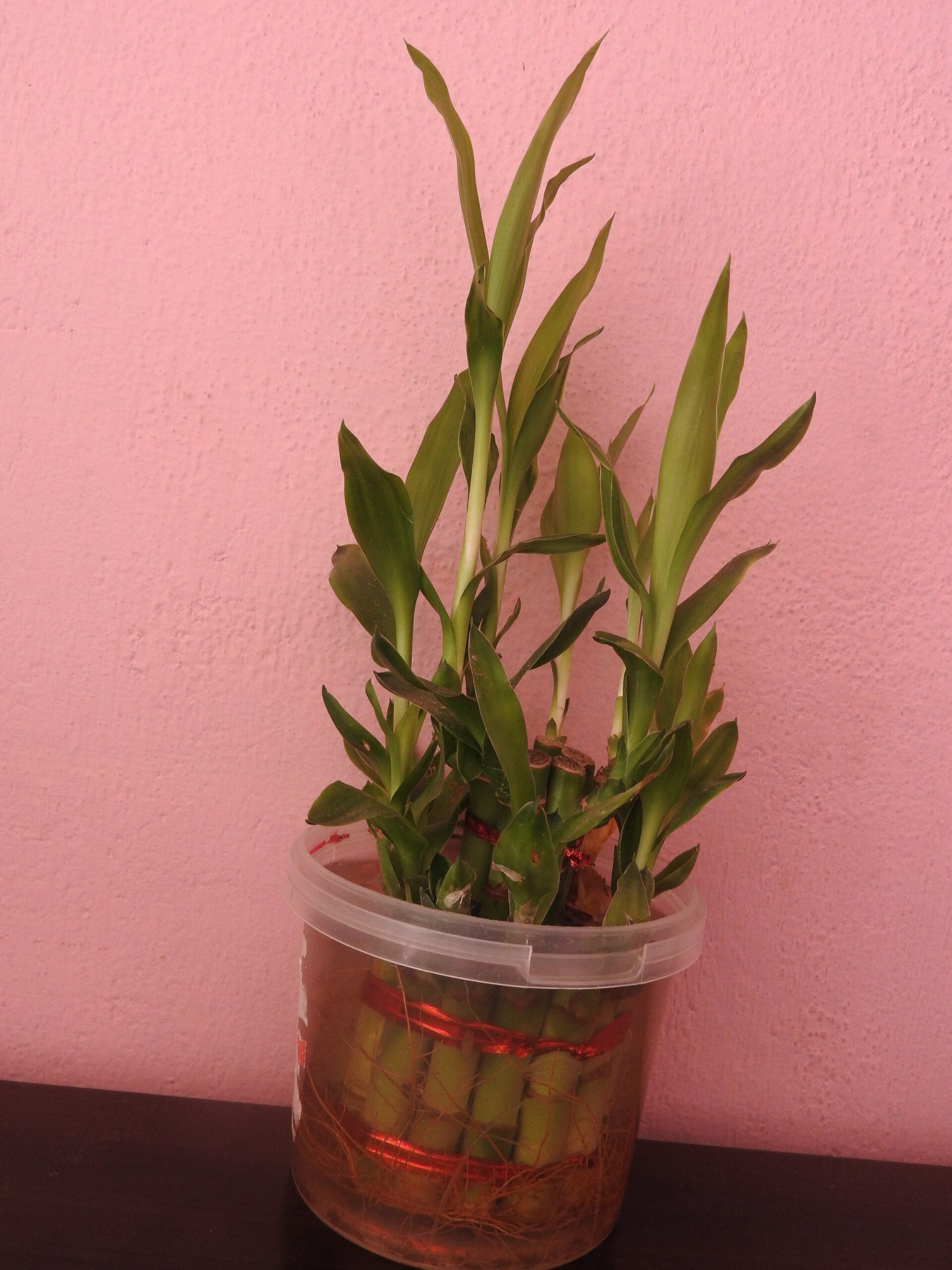 Lucky Bamboo — photo 12
