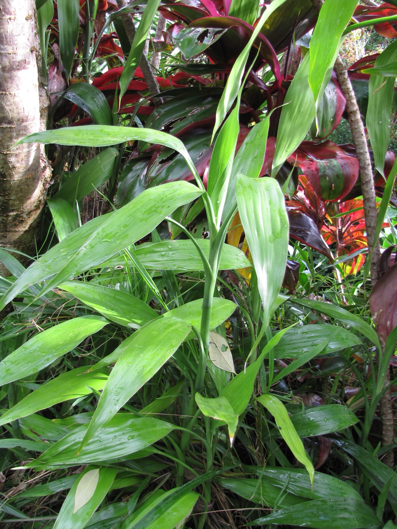 Lucky Bamboo — photo 13
