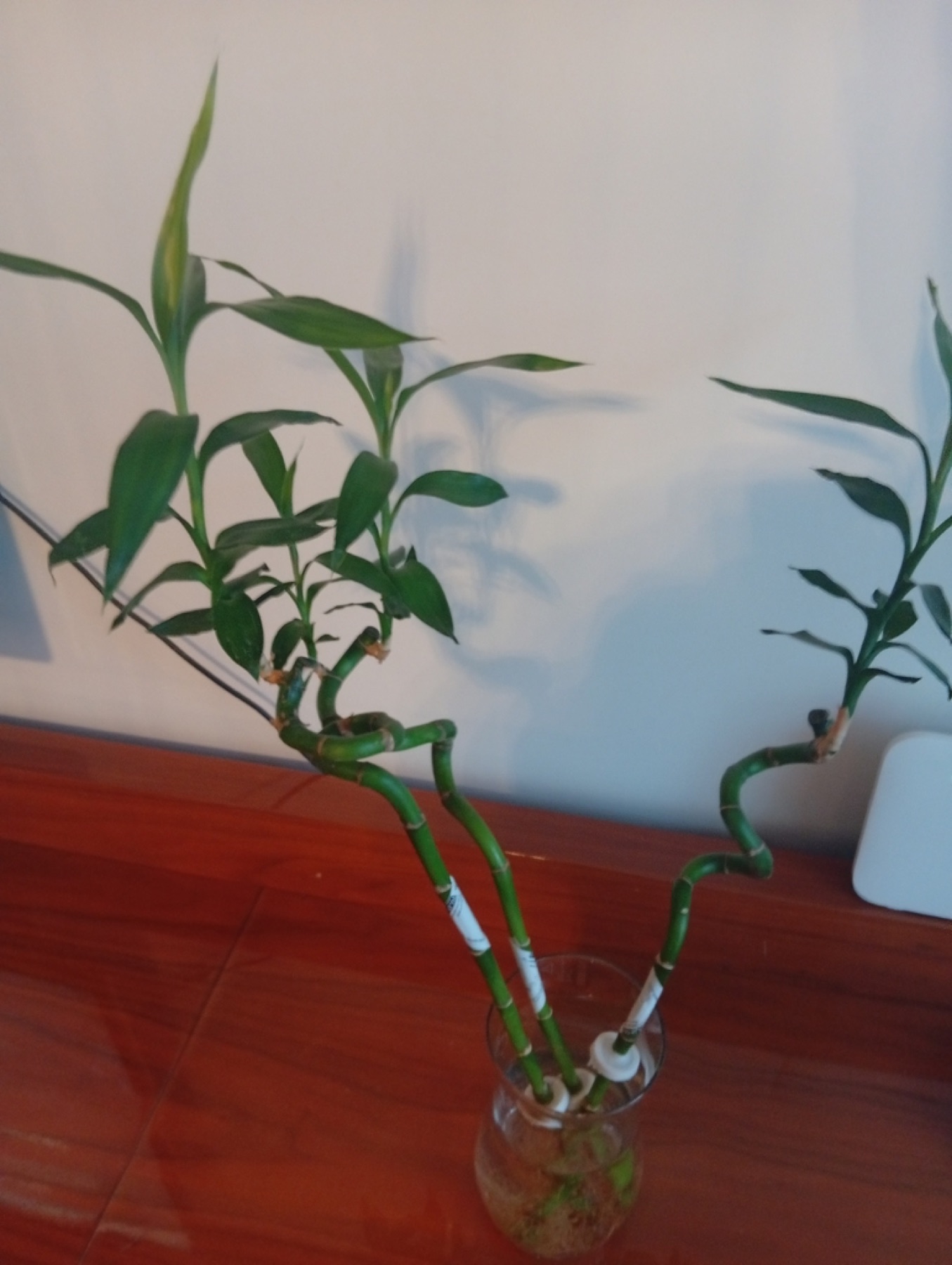 Lucky Bamboo — photo 15