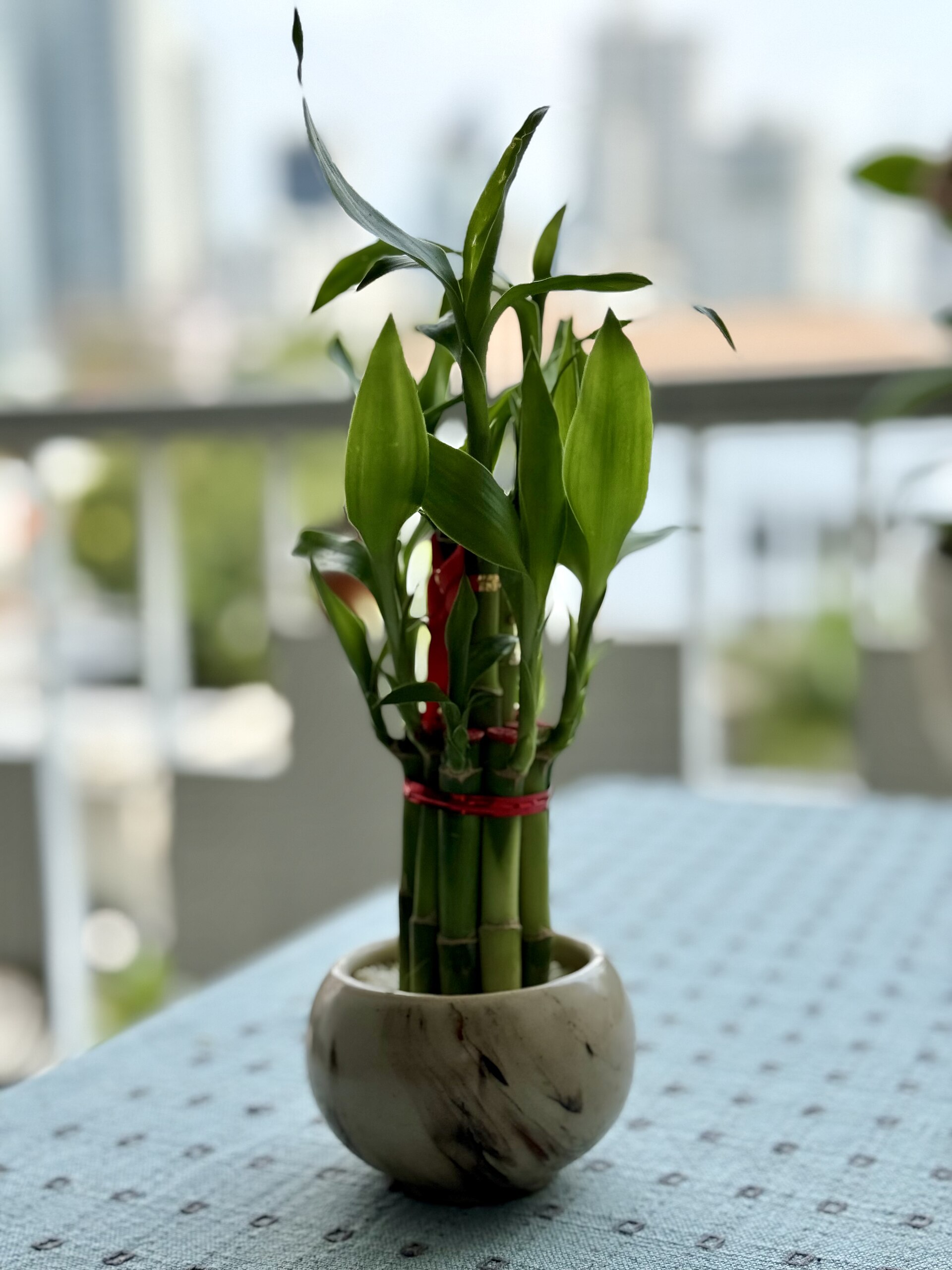 Lucky Bamboo — photo 22