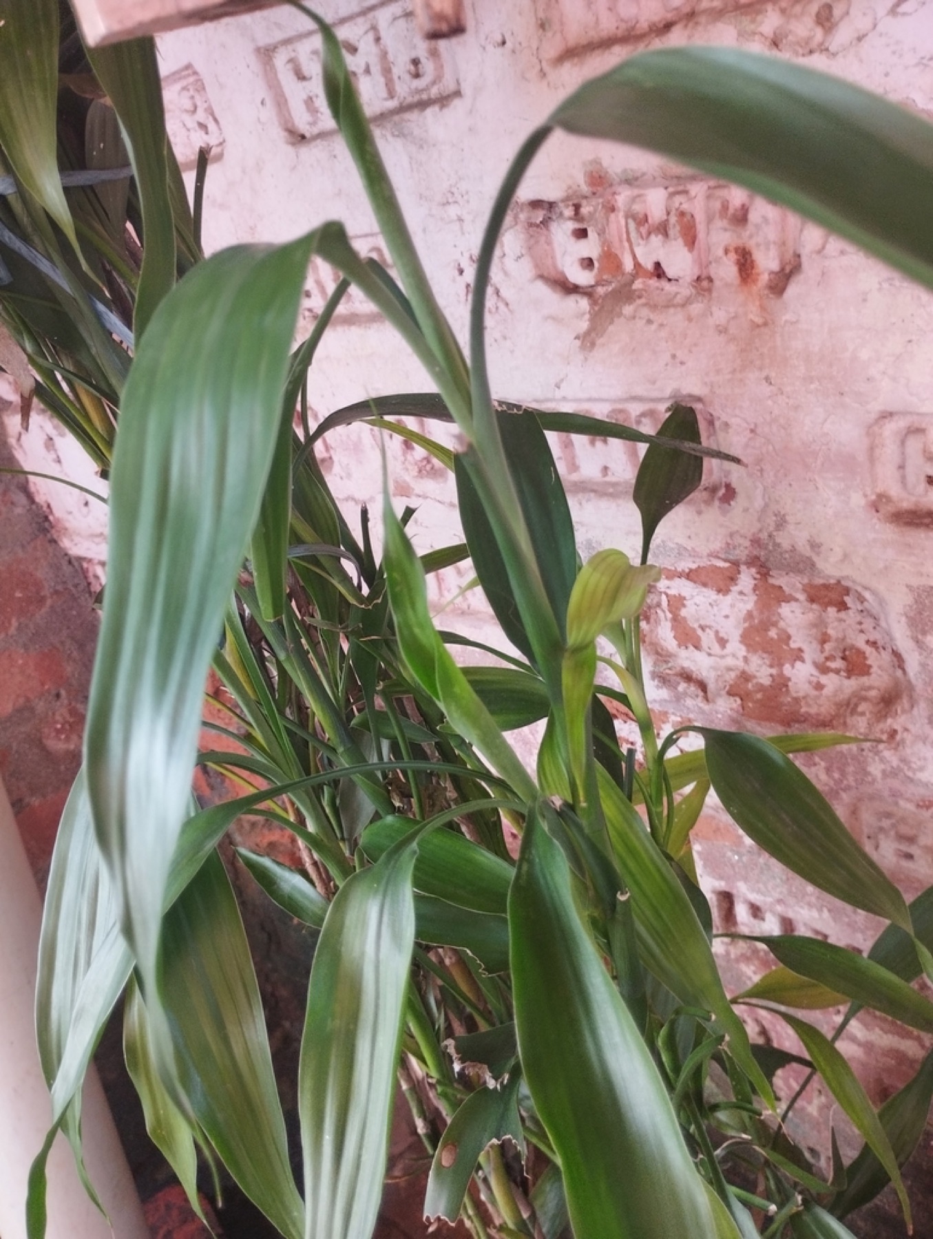 Lucky Bamboo — photo 16