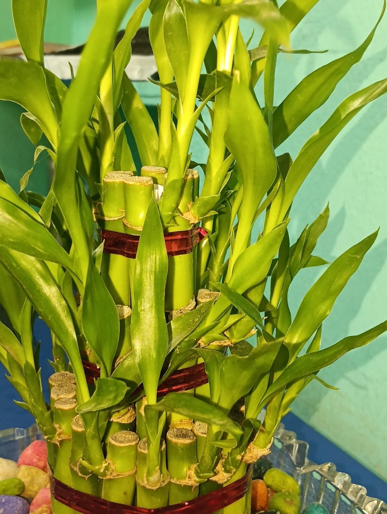 Lucky Bamboo — photo 17