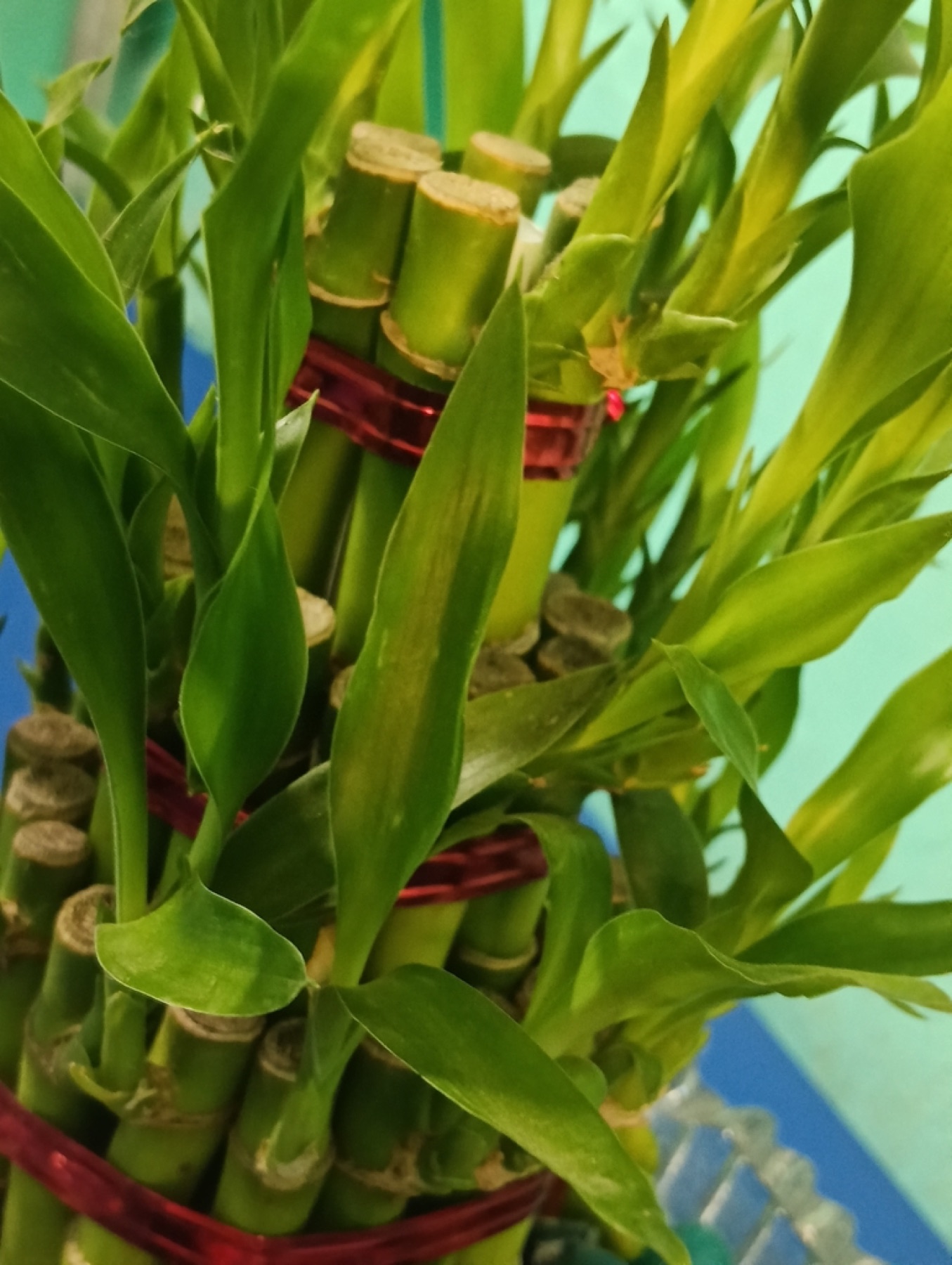 Lucky Bamboo — photo 18