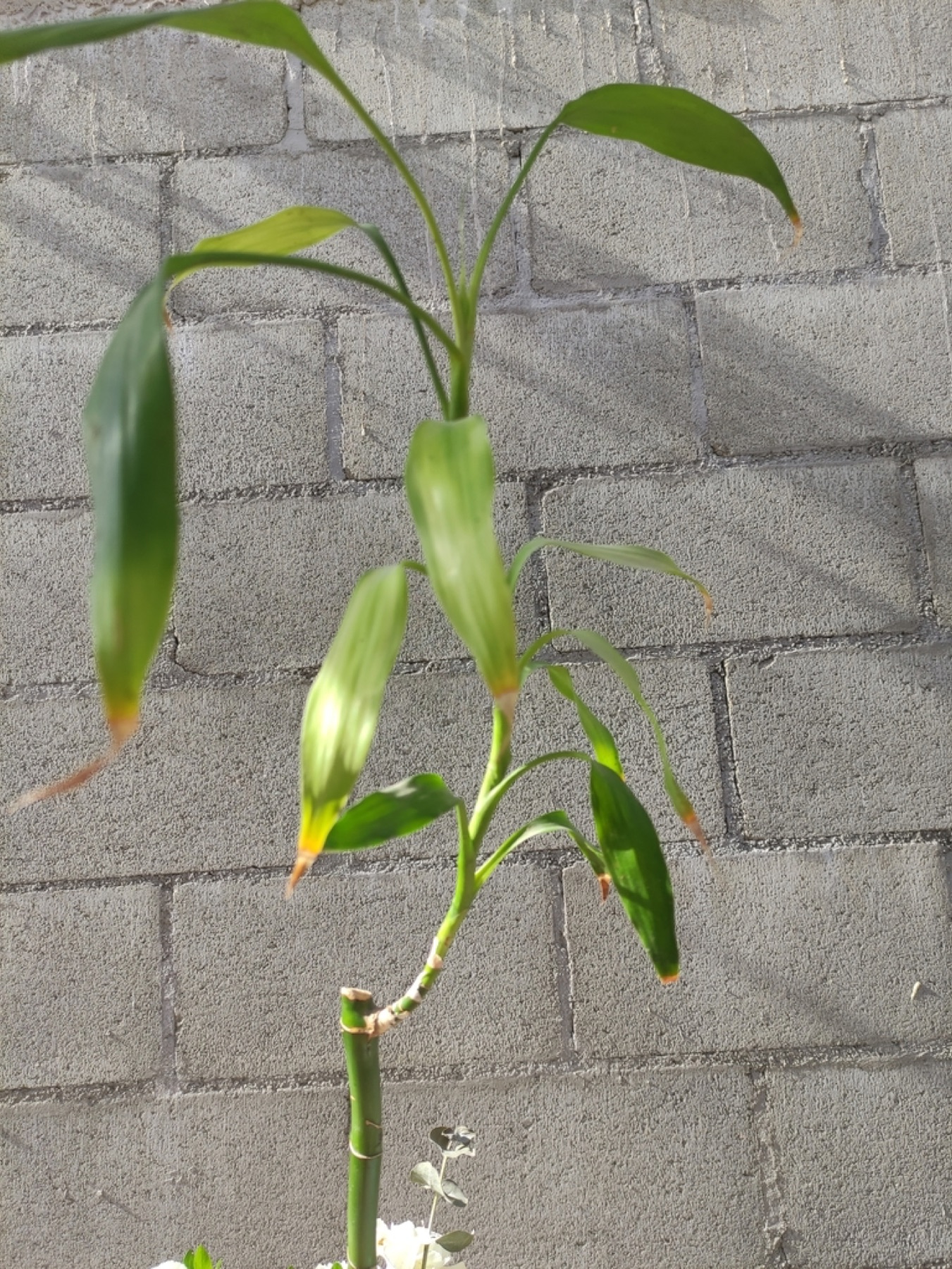 Lucky Bamboo — photo 19