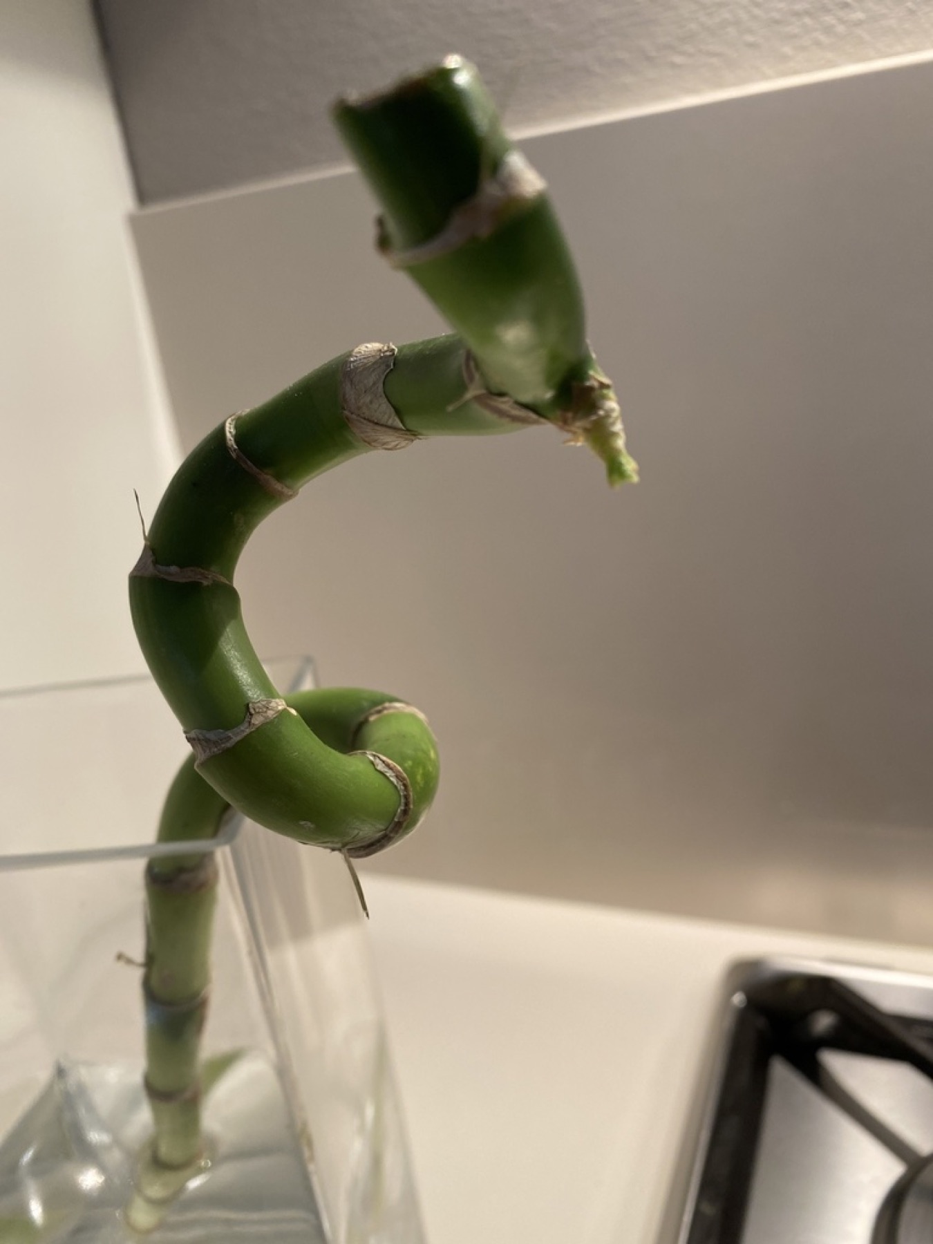 Lucky Bamboo — photo 20