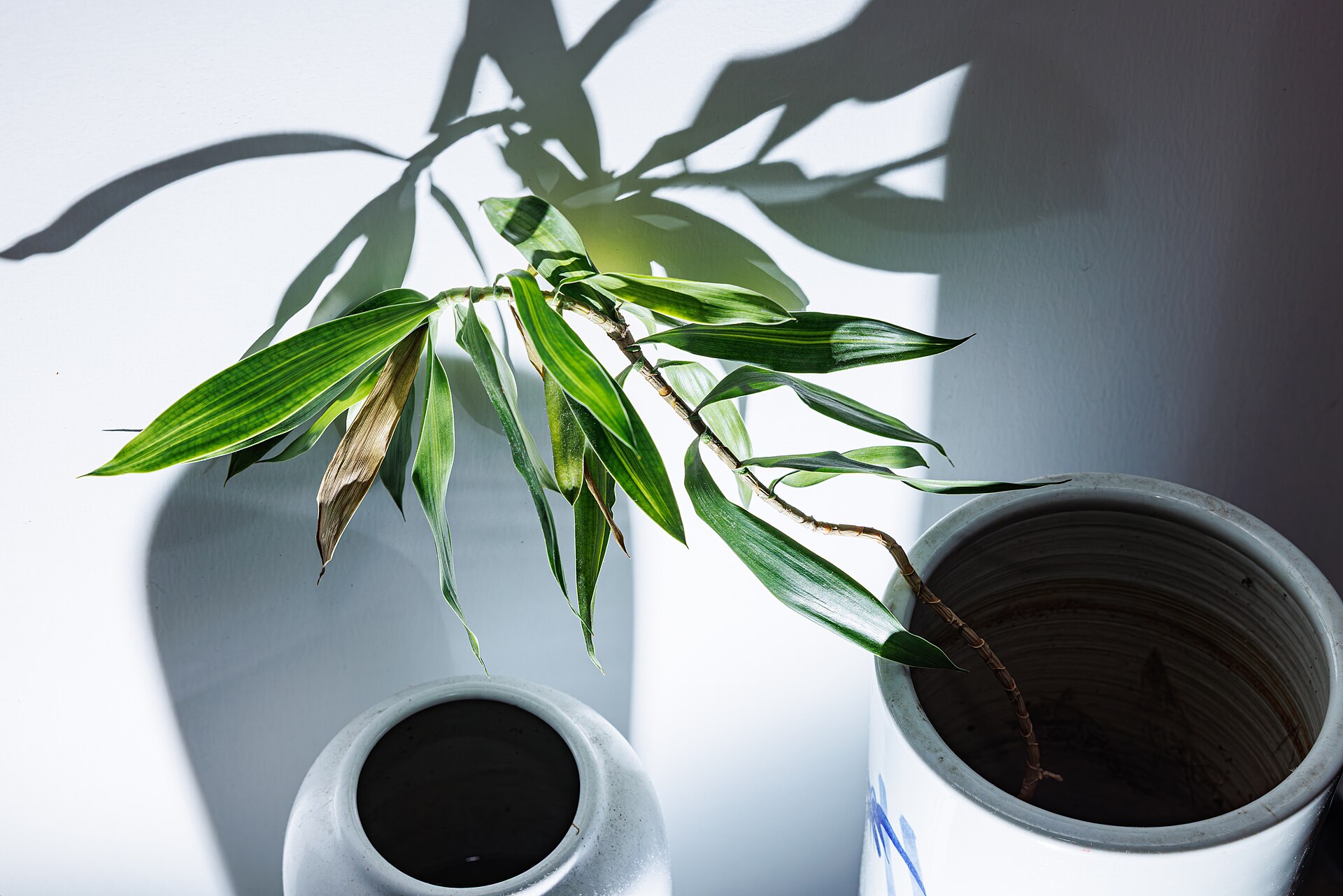 Lucky Bamboo — photo 23