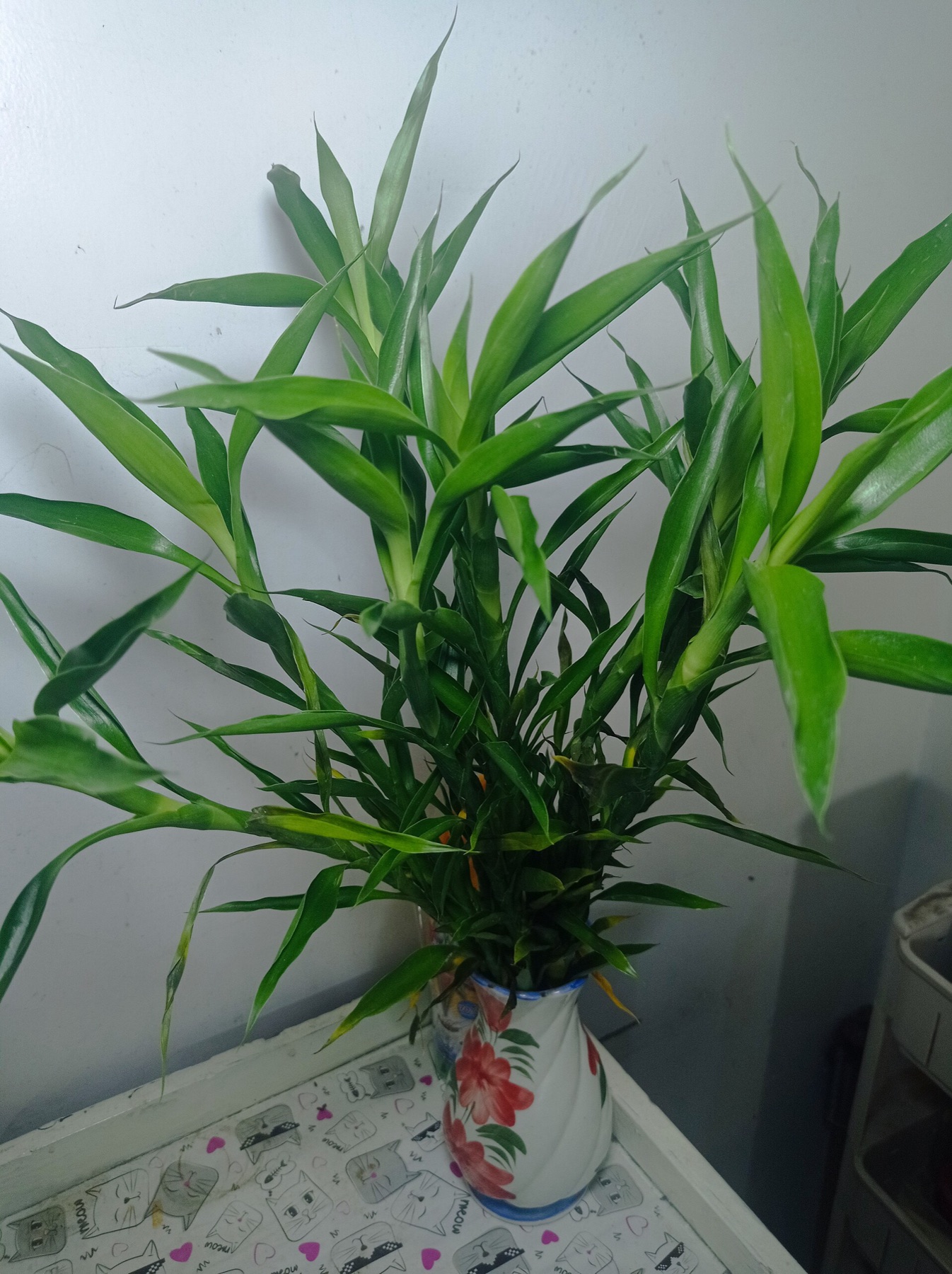 Lucky Bamboo — photo 1