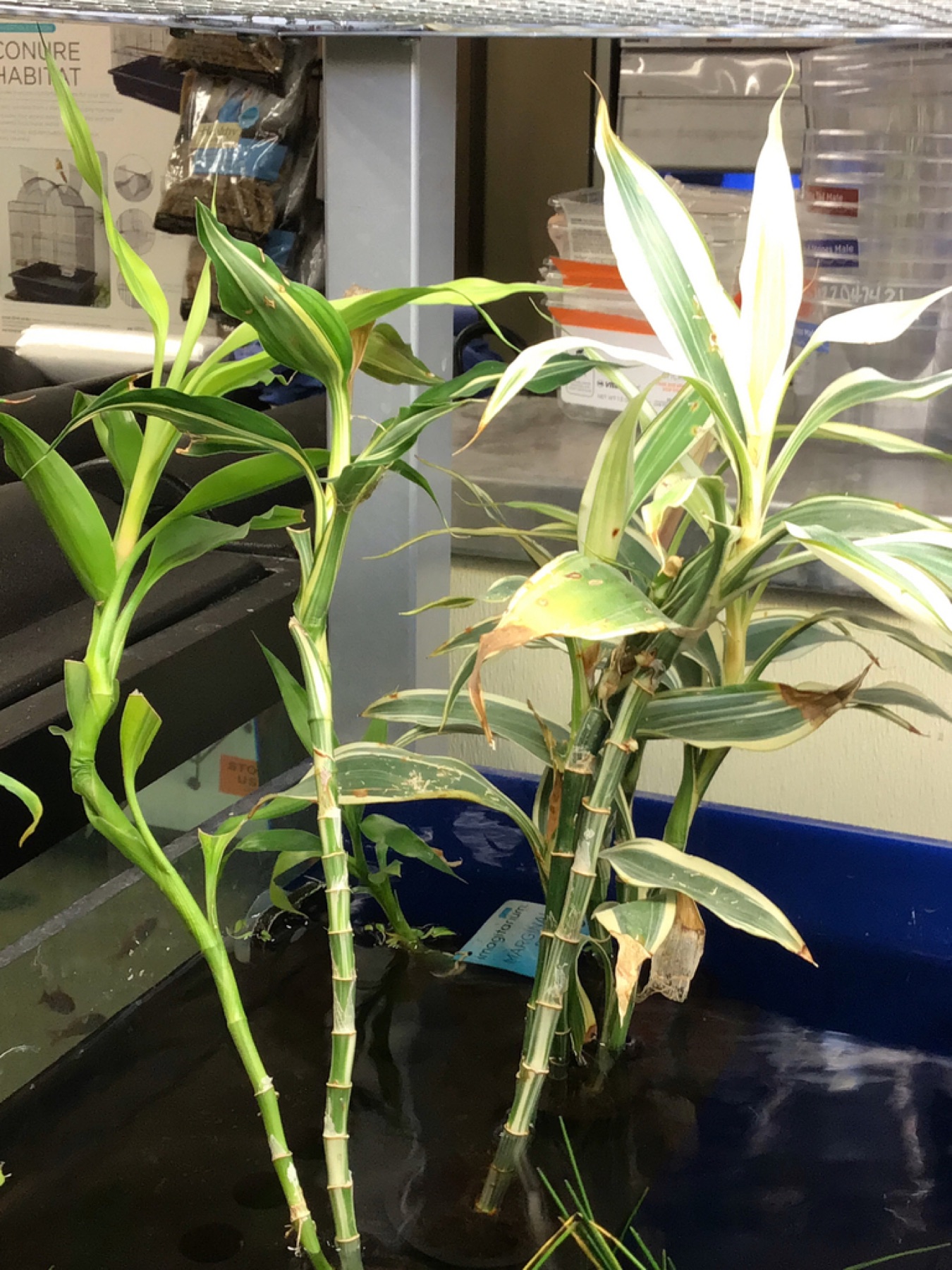 Lucky Bamboo — photo 2