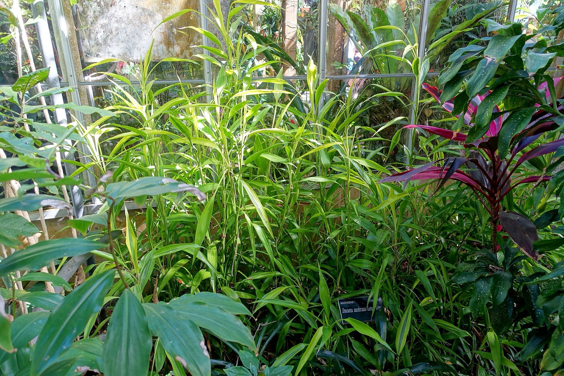 Lucky Bamboo — photo 3