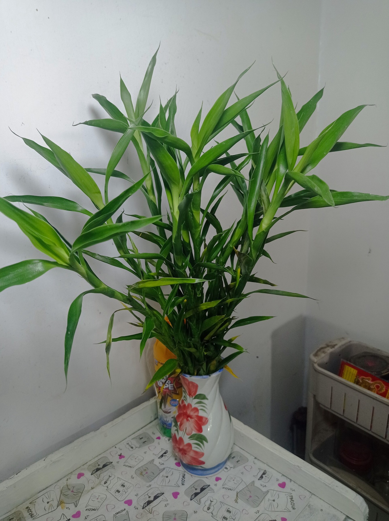 Lucky Bamboo — photo 4