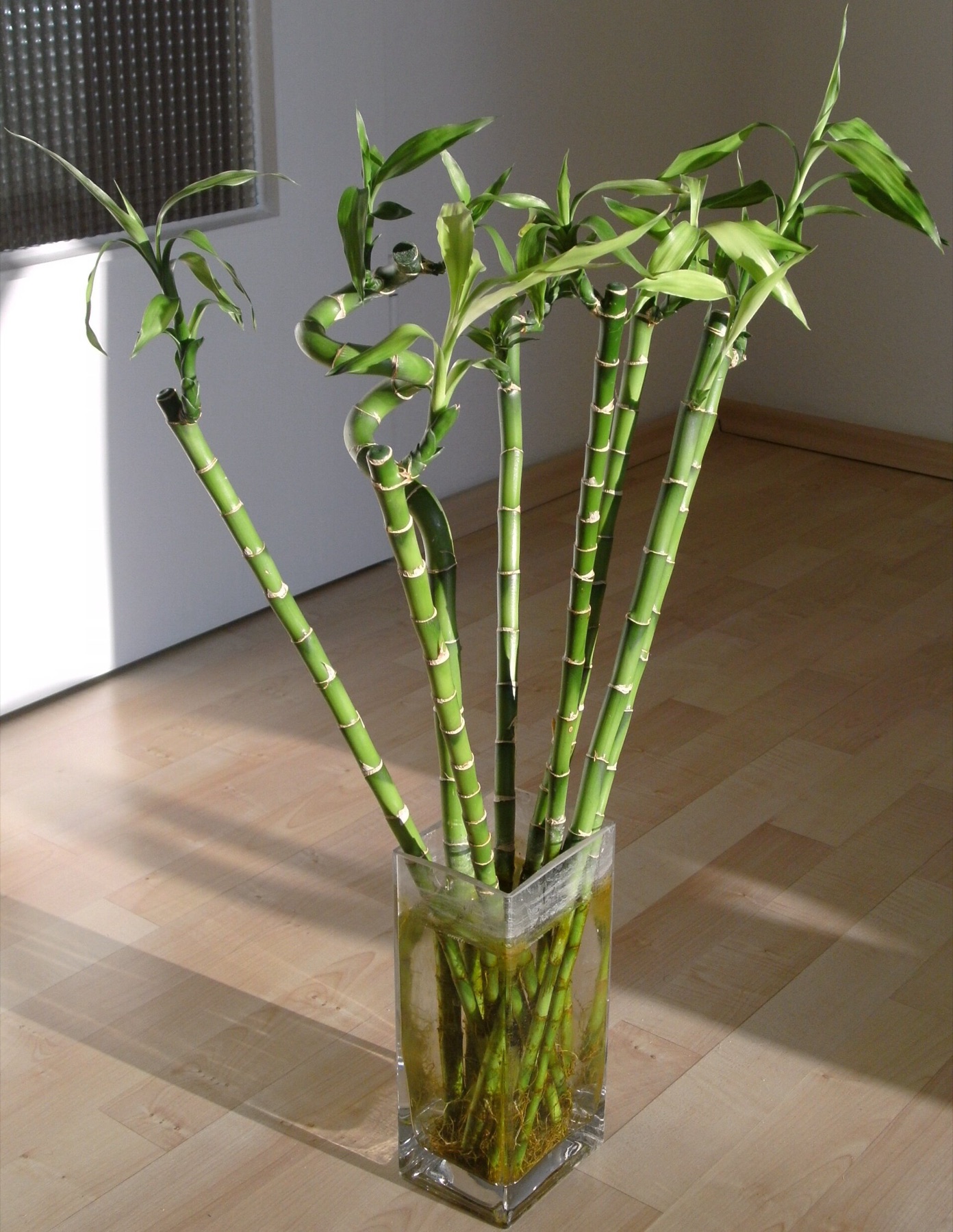 Lucky Bamboo — photo 5