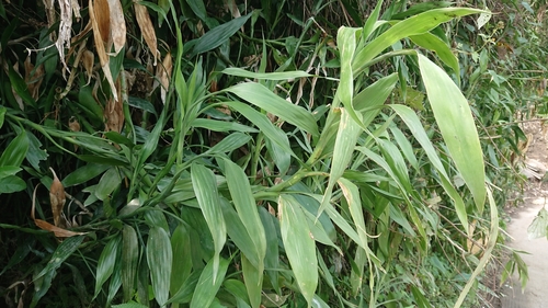 Lucky Bamboo — photo 21
