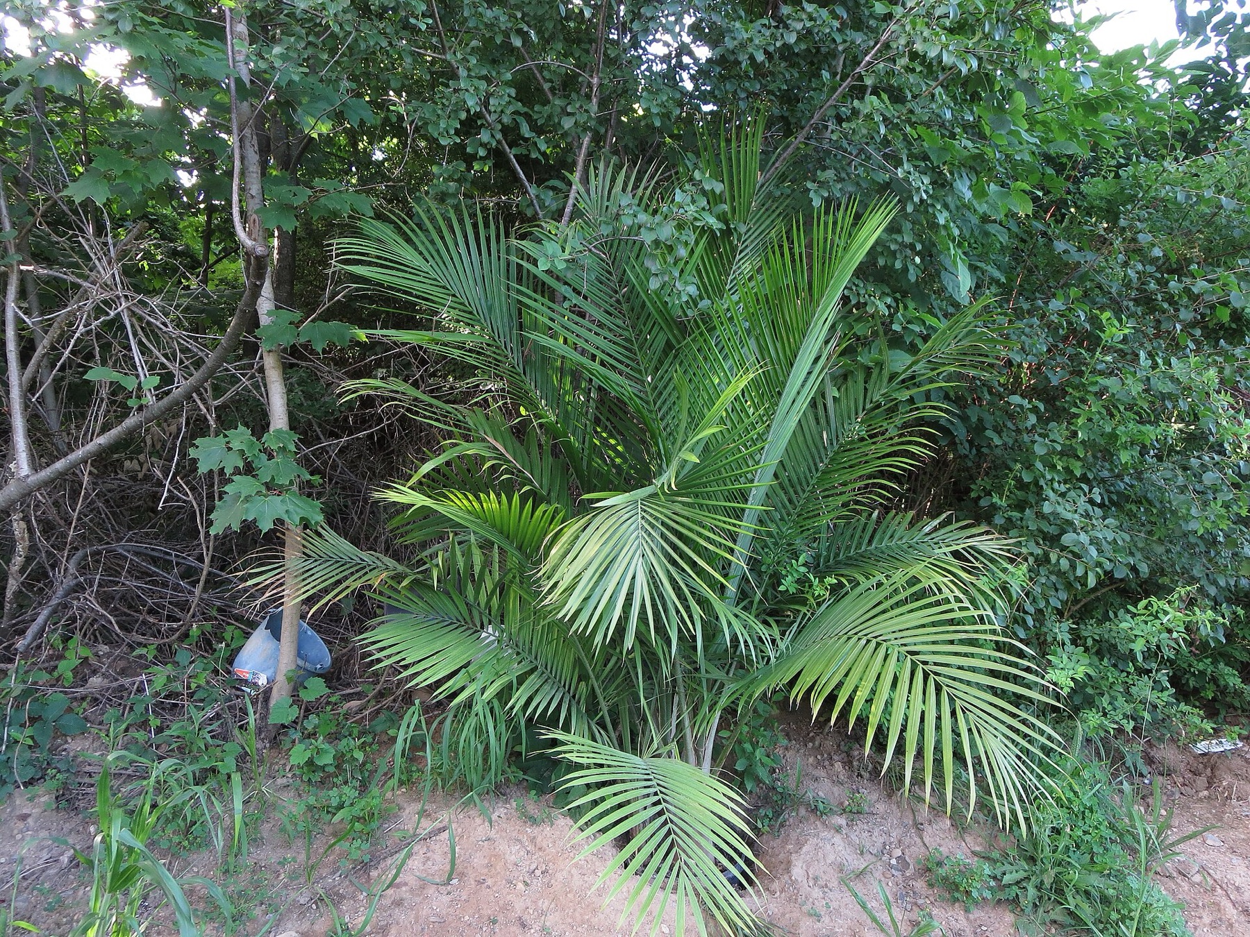 Majesty Palm — photo 6