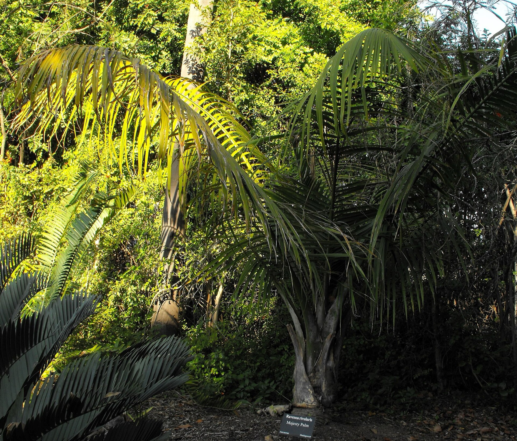 Majesty Palm — photo 7