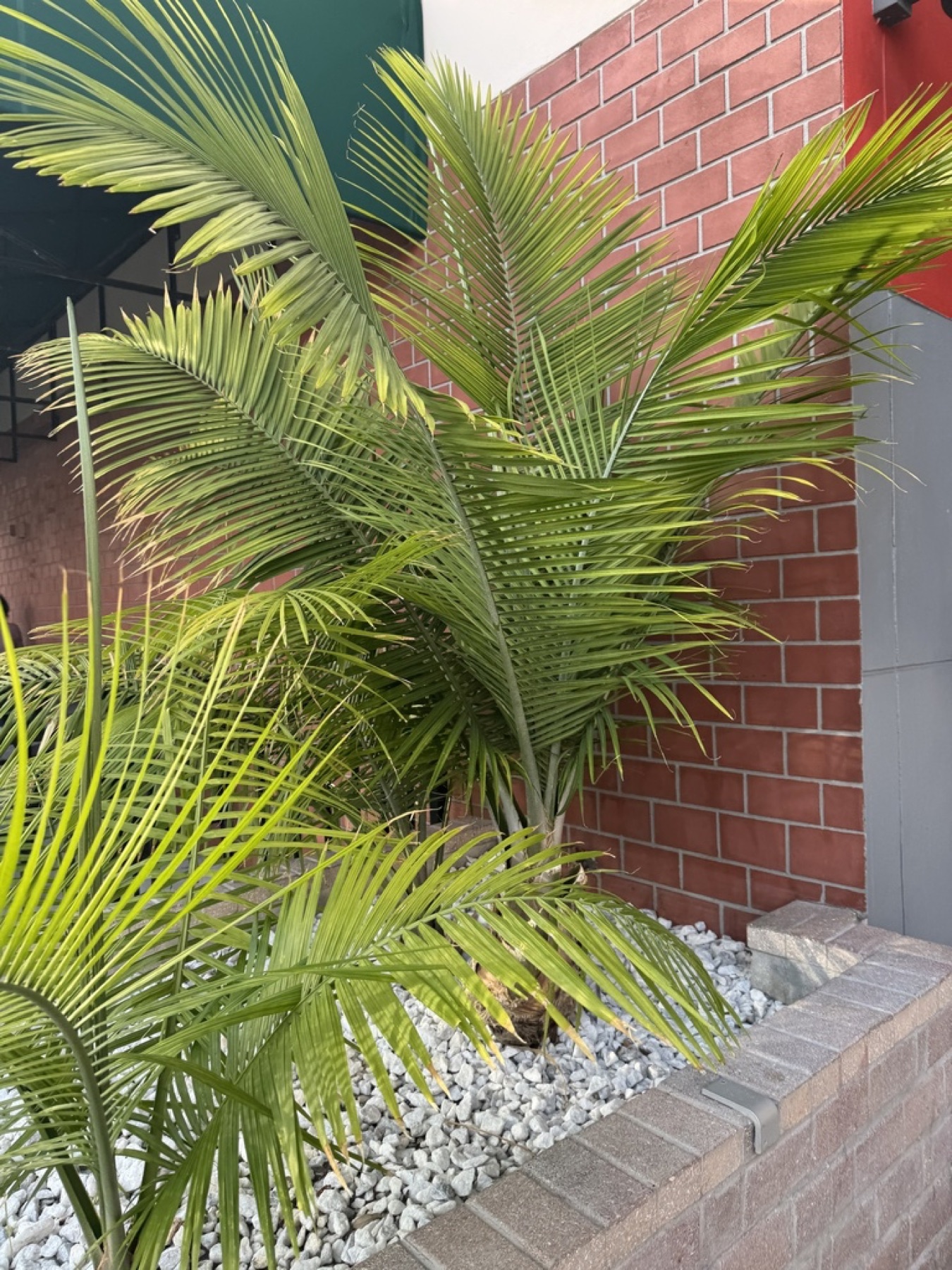 Majesty Palm — photo 8