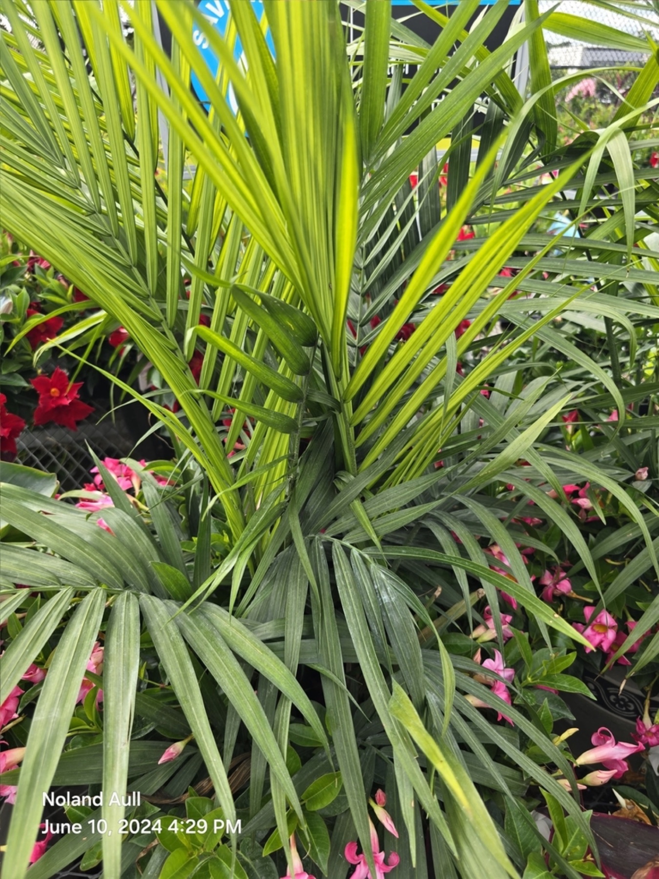 Majesty Palm — photo 9