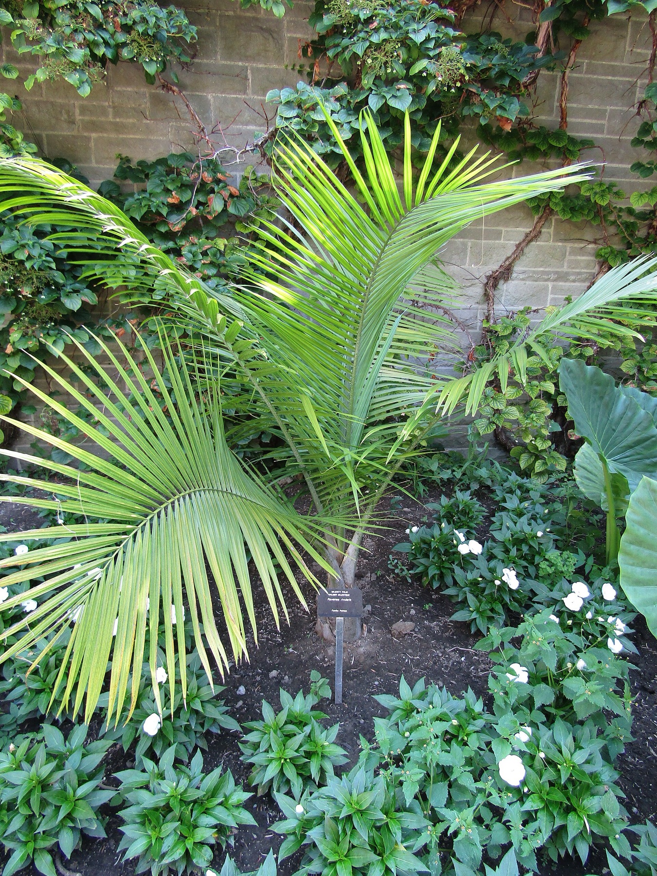 Majesty Palm — photo 10