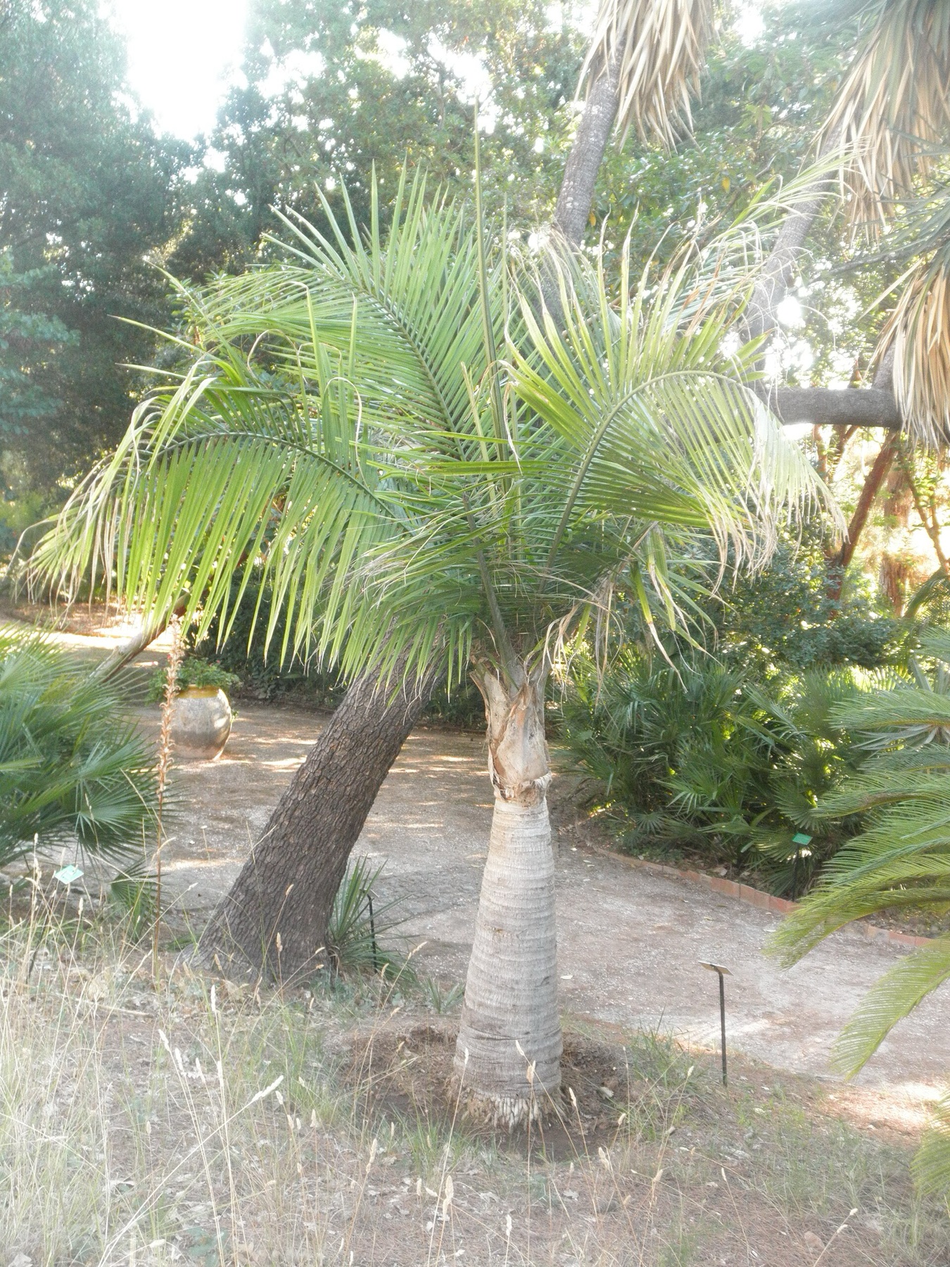 Majesty Palm — photo 11