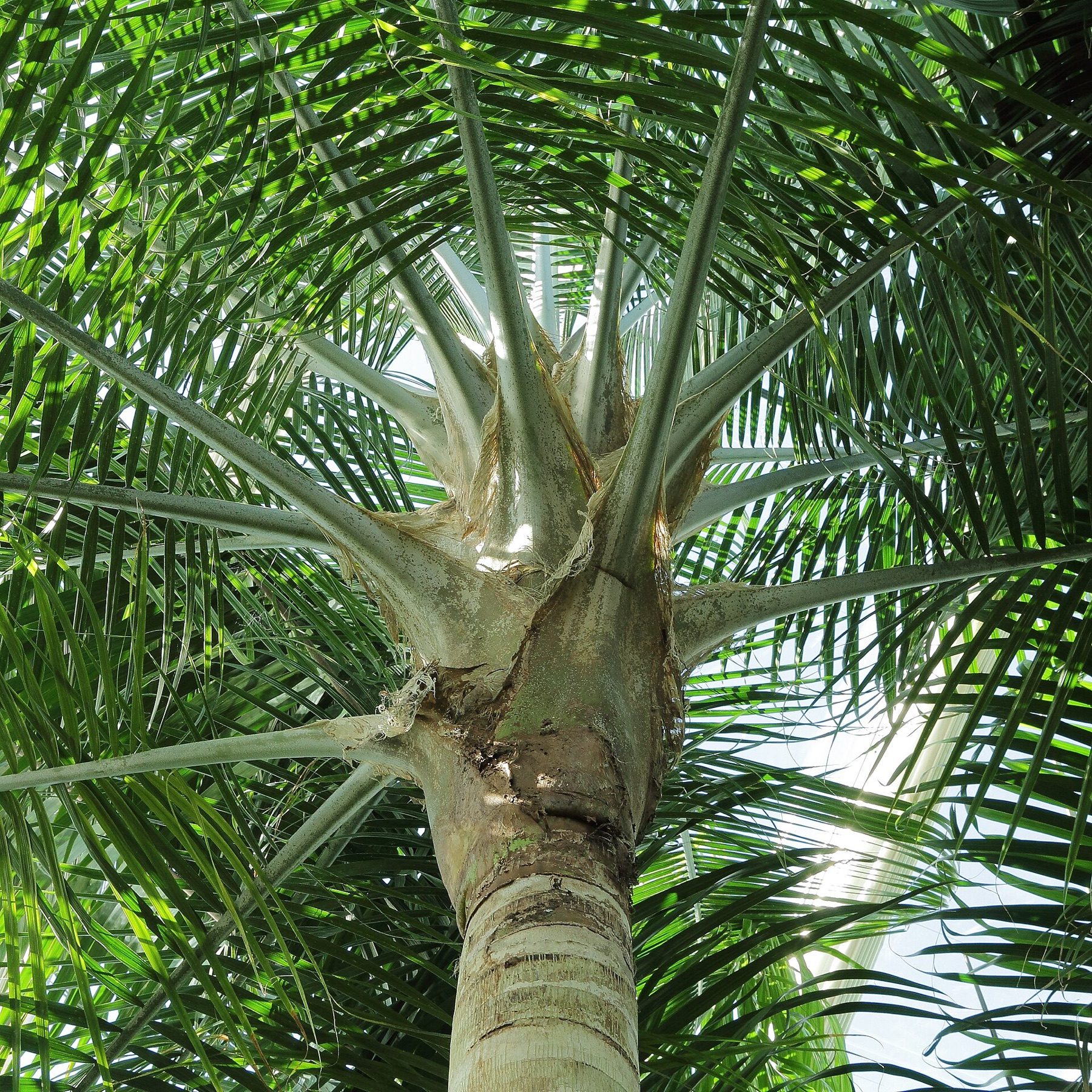 Majesty Palm — photo 12