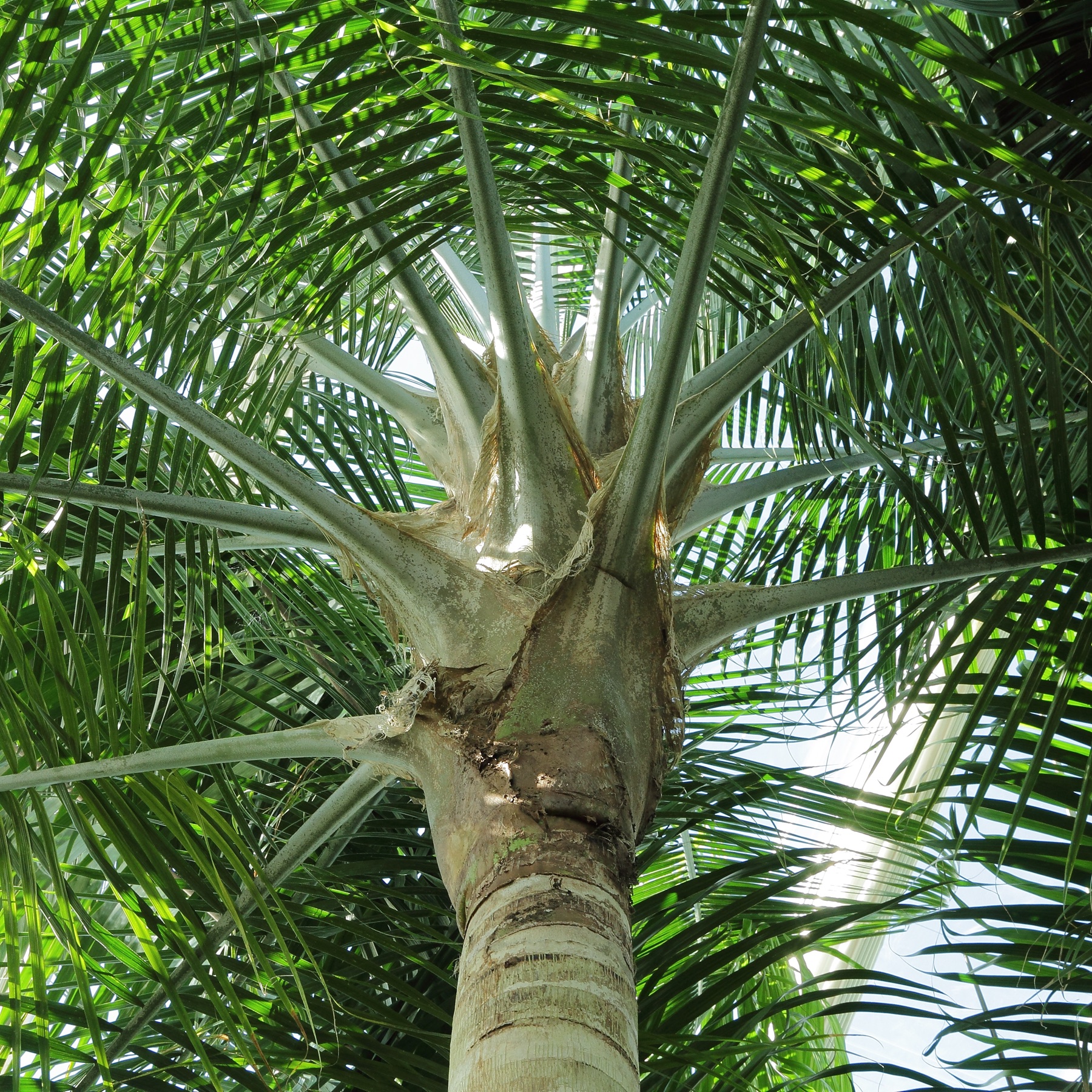 Majesty Palm — photo 13
