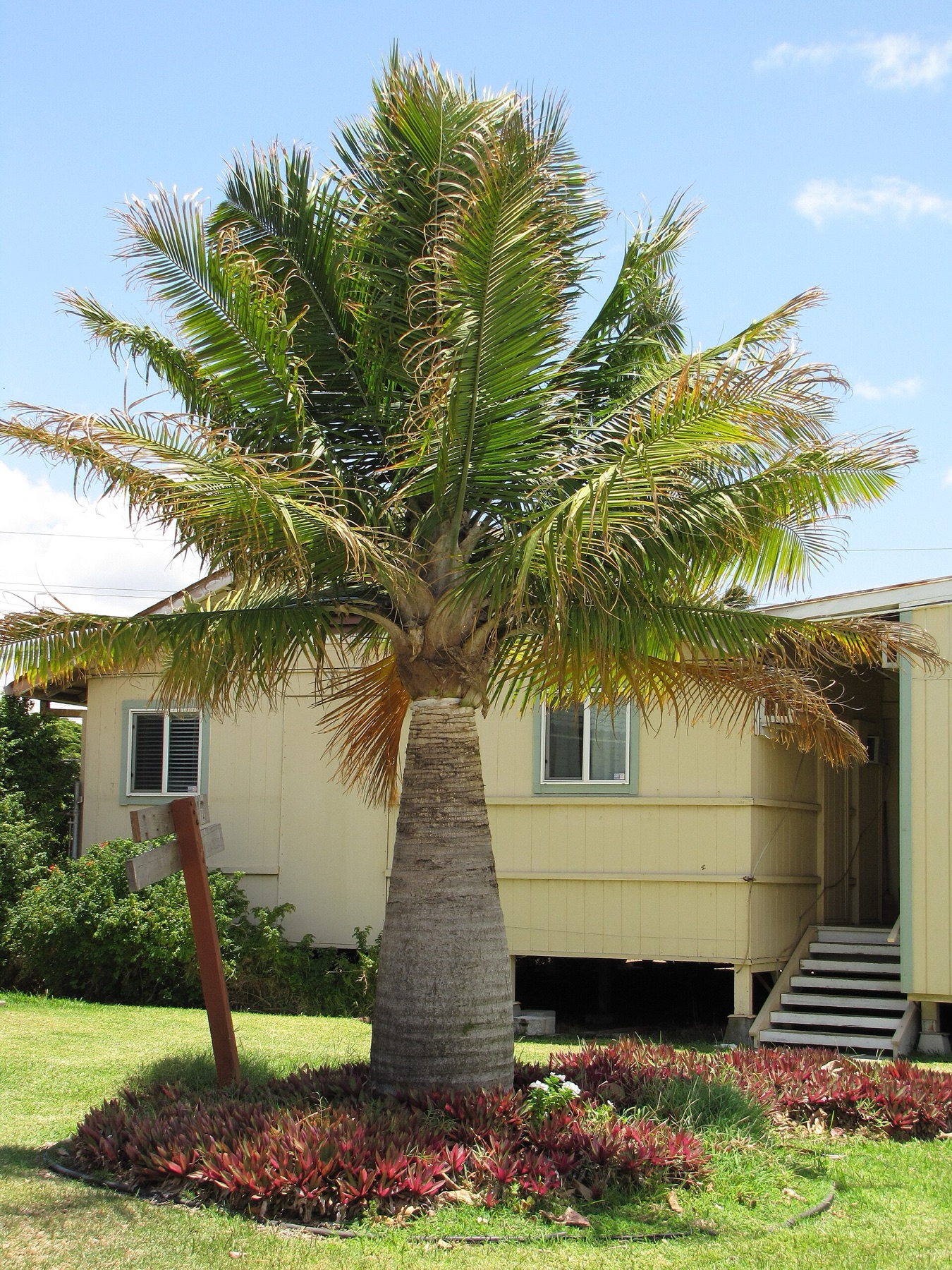 Majesty Palm — photo 14